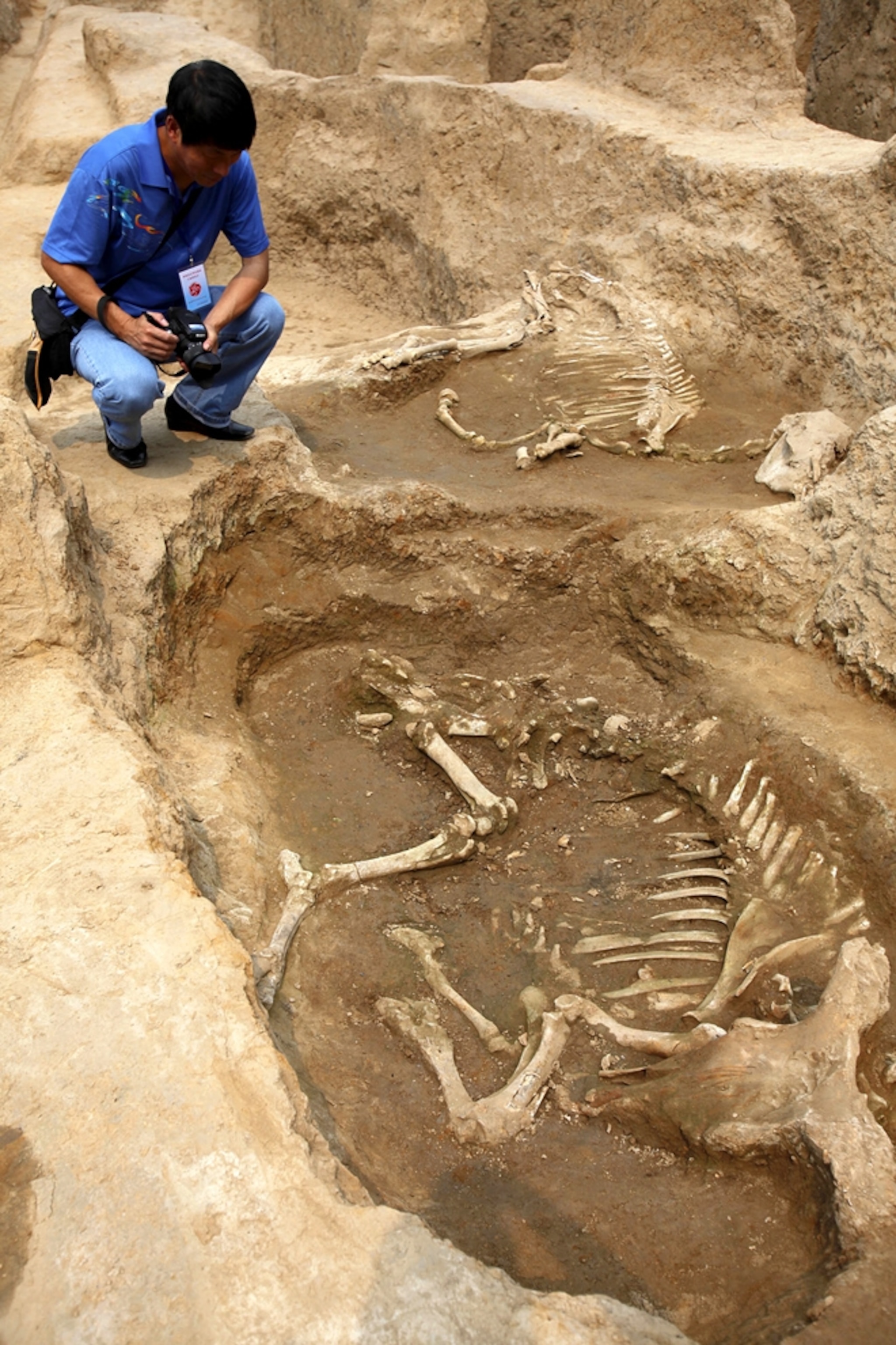 animal sacrifice skeletons from ancient China