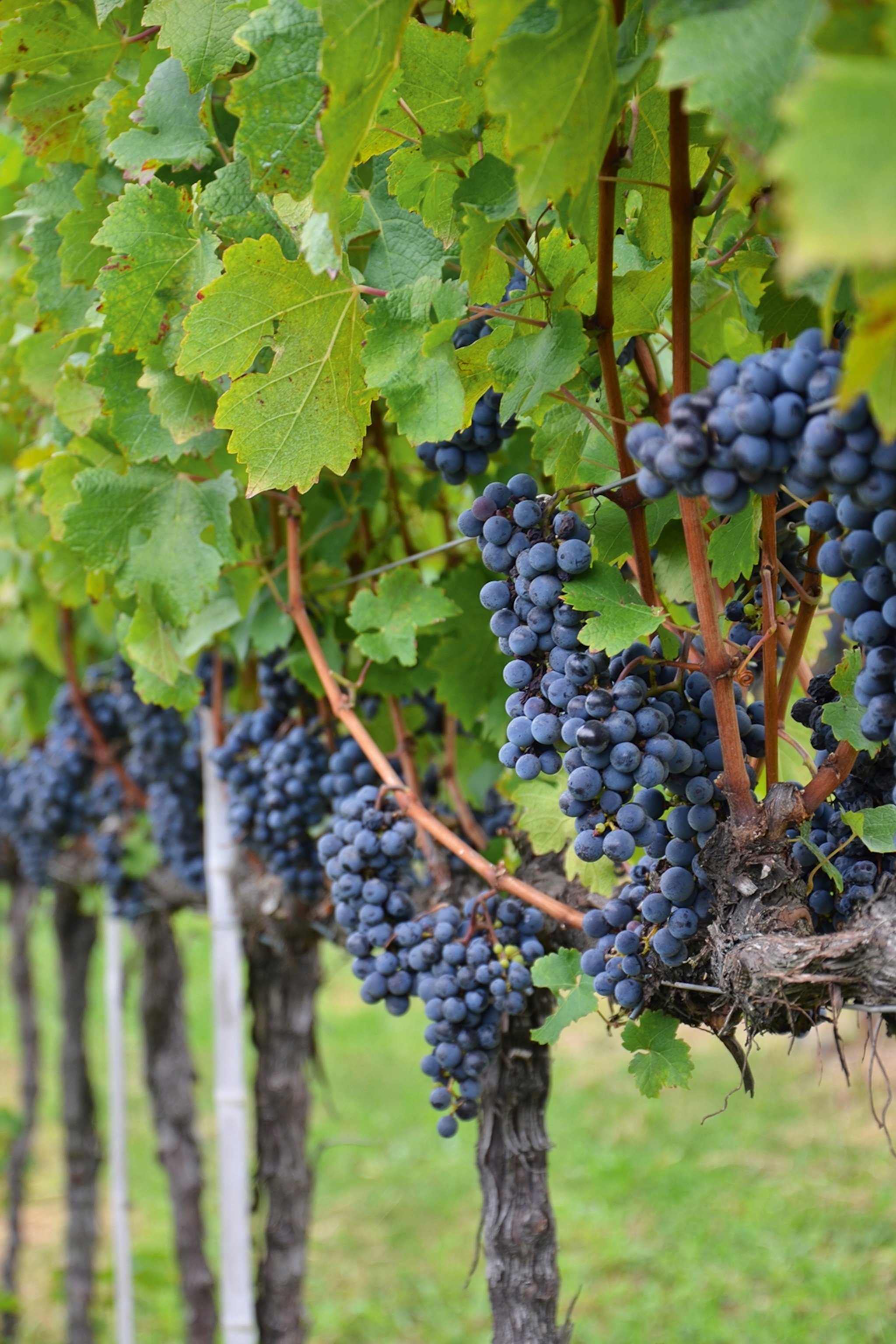 A thickly grown vine with multiple hands of grapes hanging low from the wooden beams.