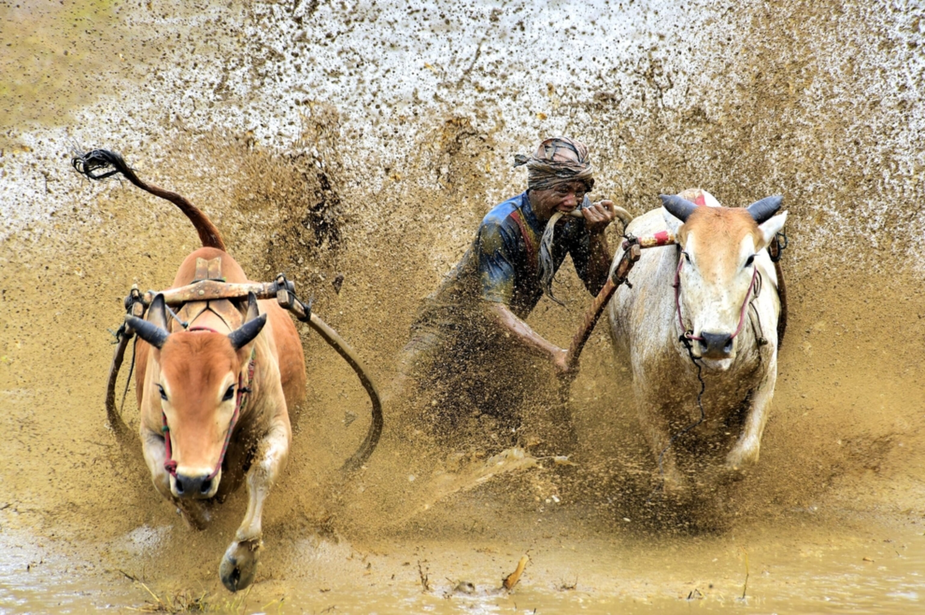 a Pacu Jawi racer biting the tail of a cow