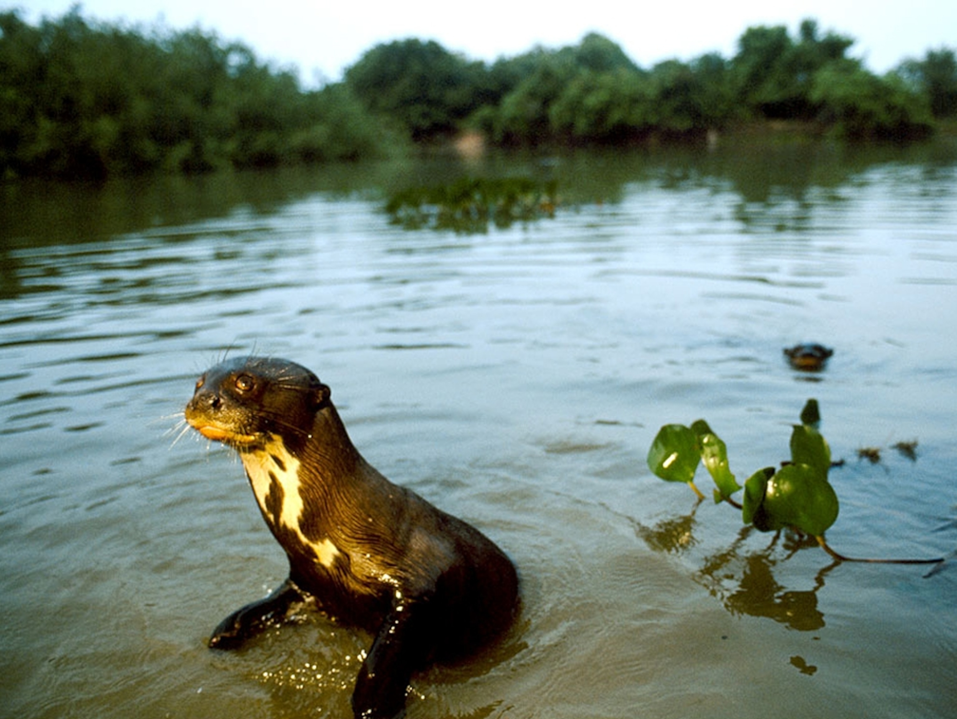 Young giant river otter