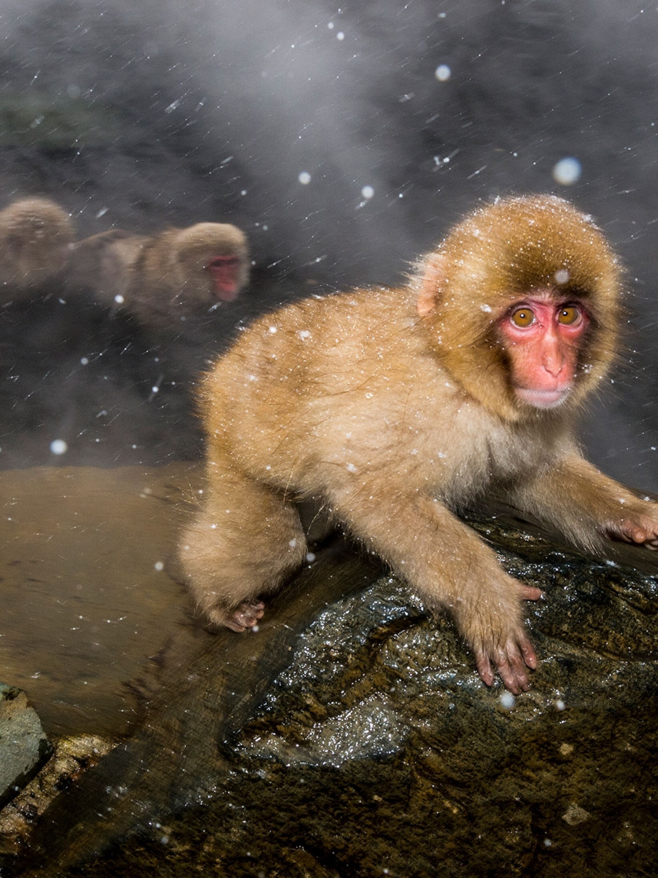 The Soulful World Of Snow Monkeys