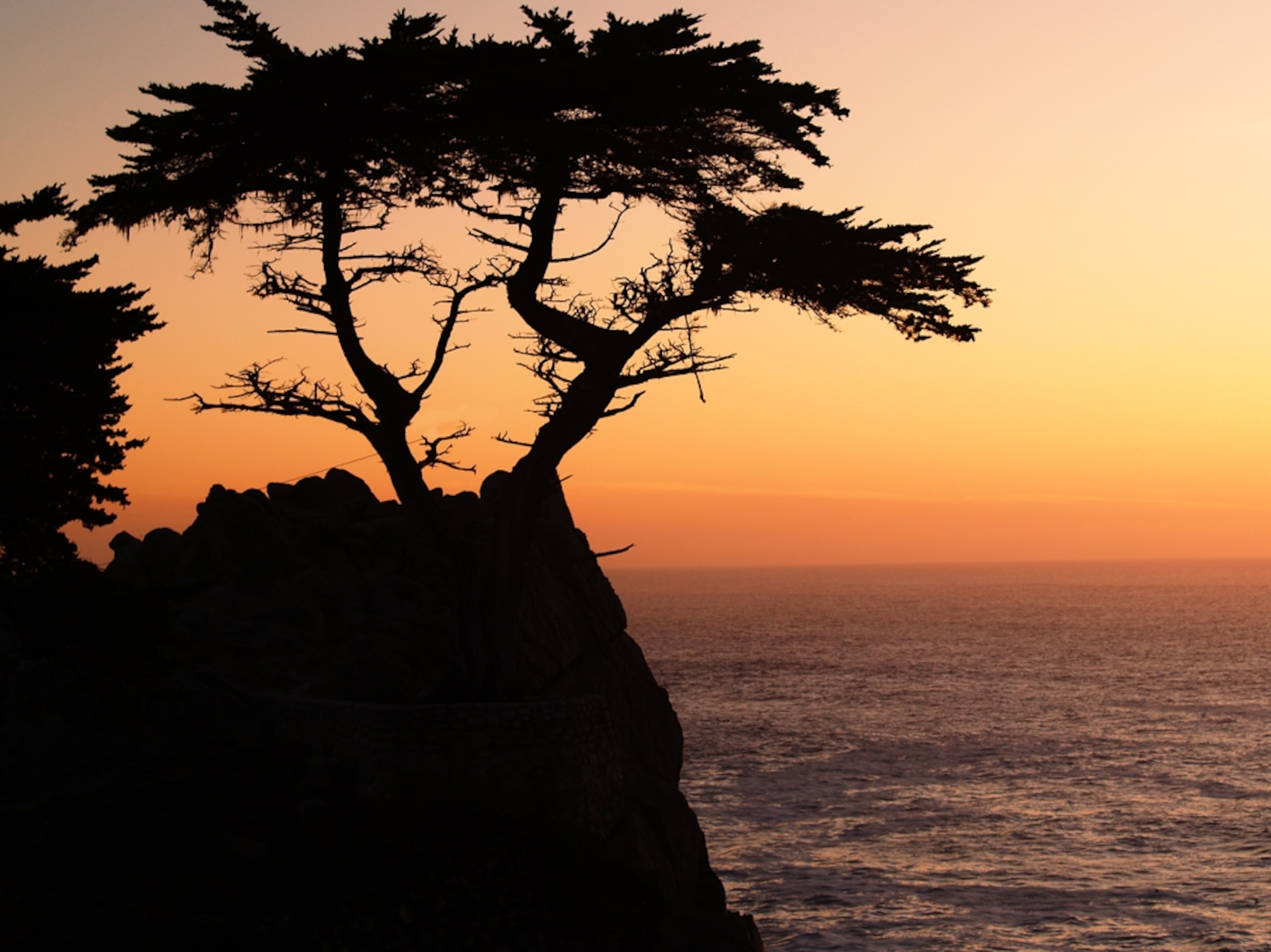 Tree on coast of California Route 1