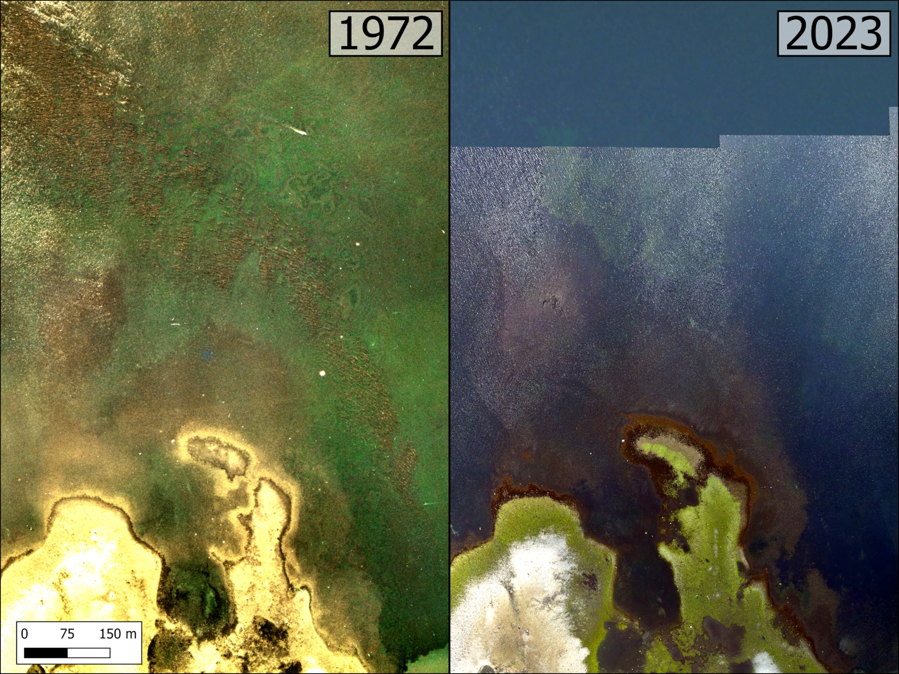 Split image comparing a body of water and surrounding landscape in 1972 and 2023. The 1972 side shows green water densely vegetated by kelp, while the 2023 side depicts blue water and less greenery