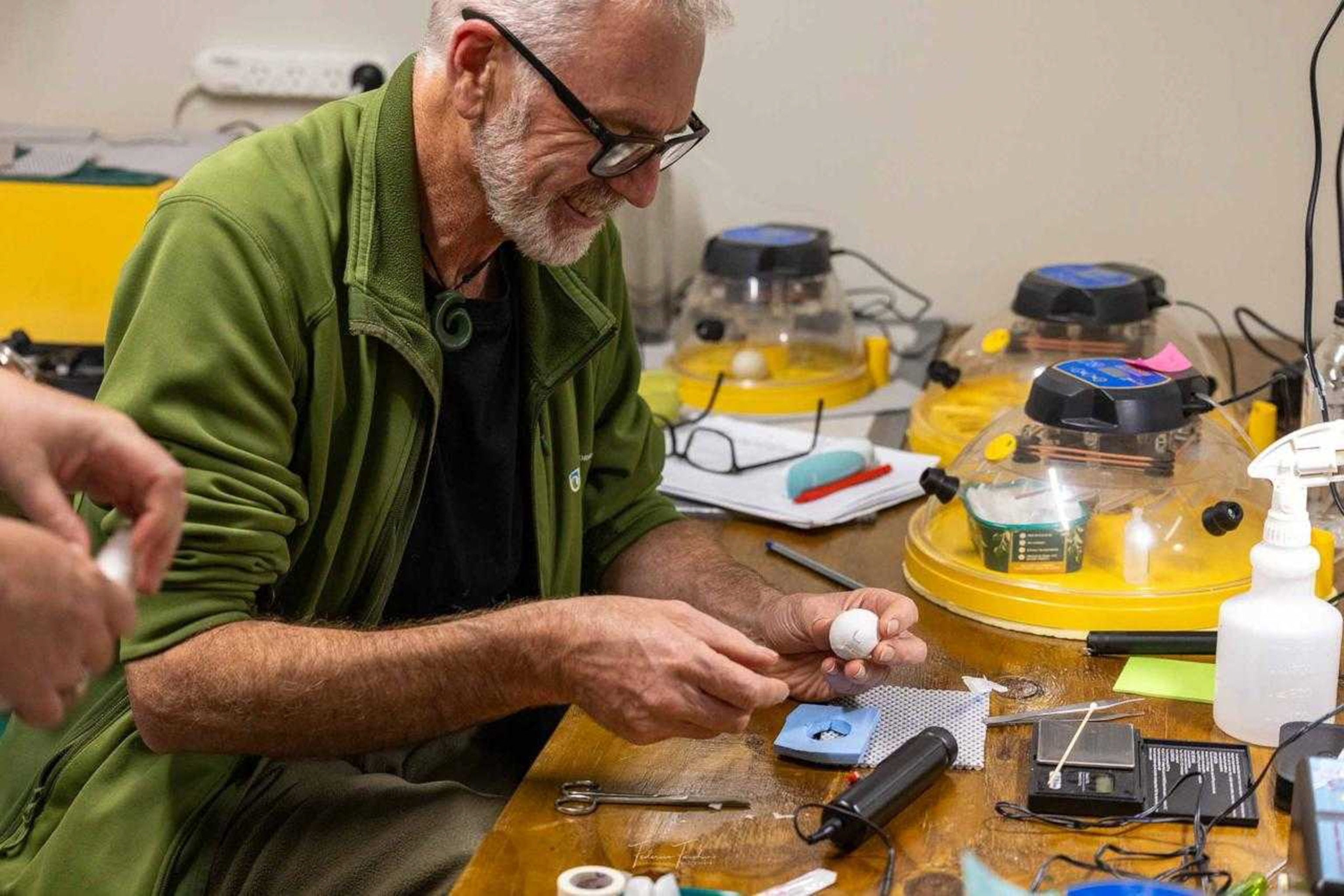 DOC Technical Advisor for Kākāpō Daryl Eason checking egg in portacom on Whenua Hou