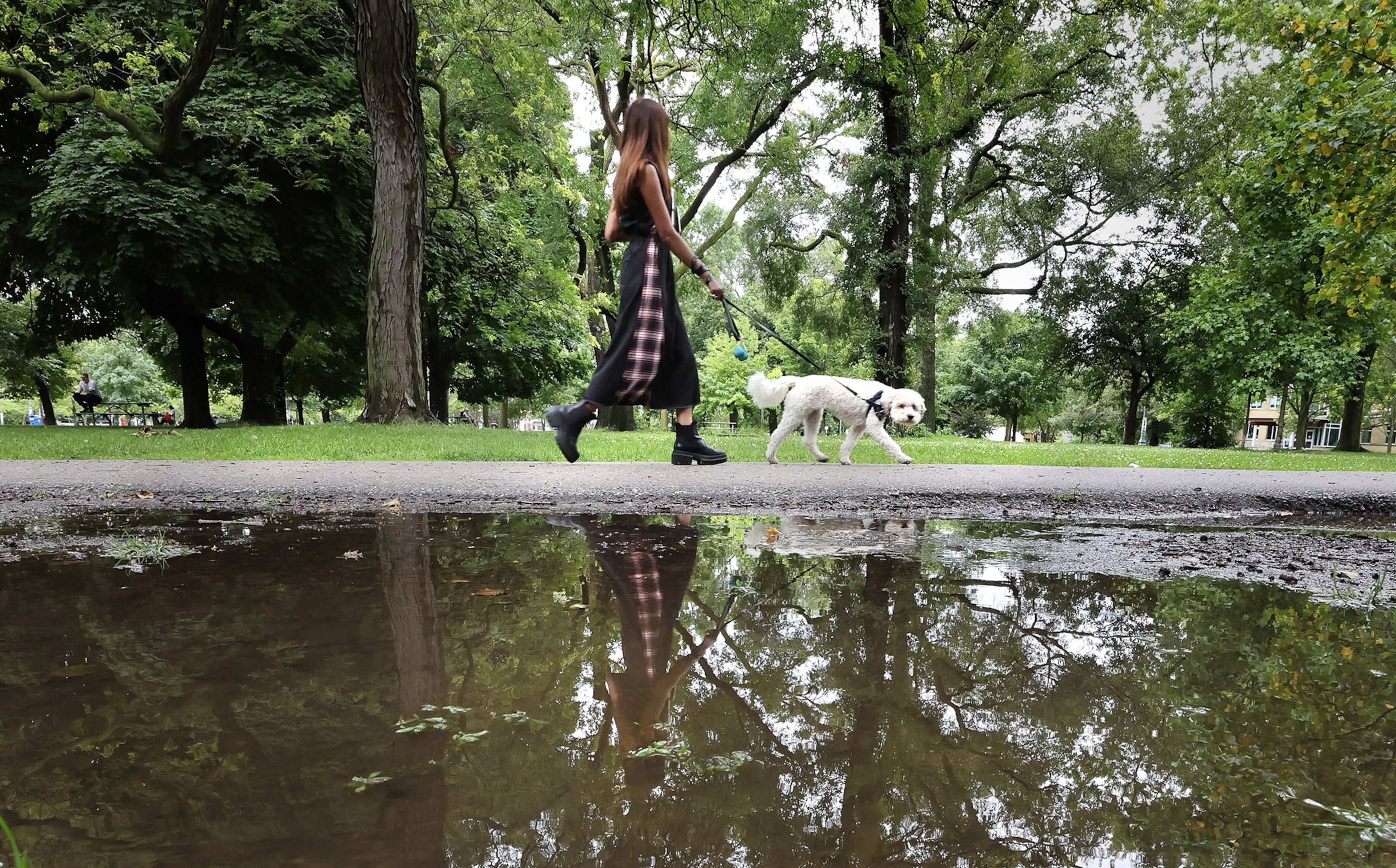 A woman walks a white dog along a park path while a puddle in the foreground shows their reflection, leafy green trees in background