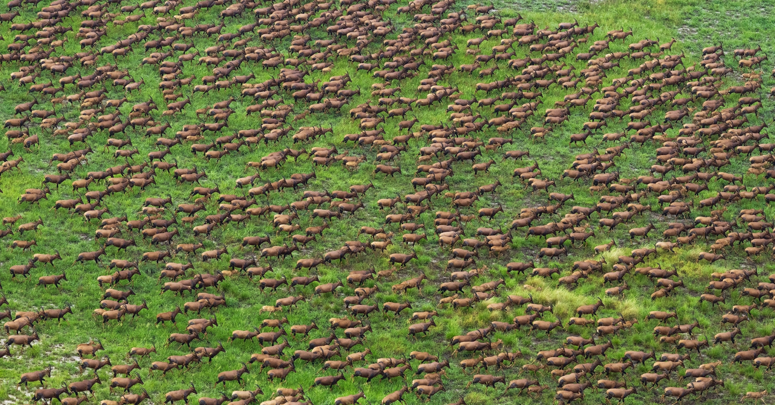 A large hear of antelope walk in the same direction over a grassy field.