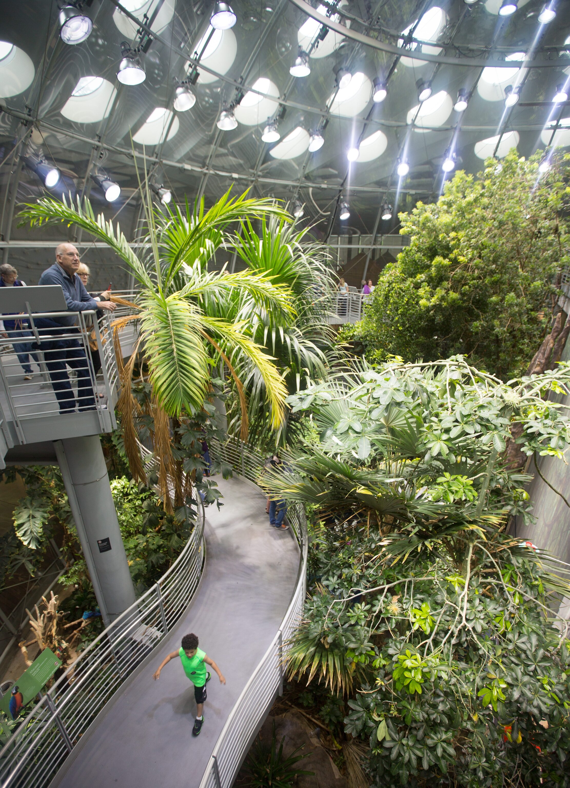 the walkway in the Osher Rainforest exhibit, Academy of Science, San Francisco
