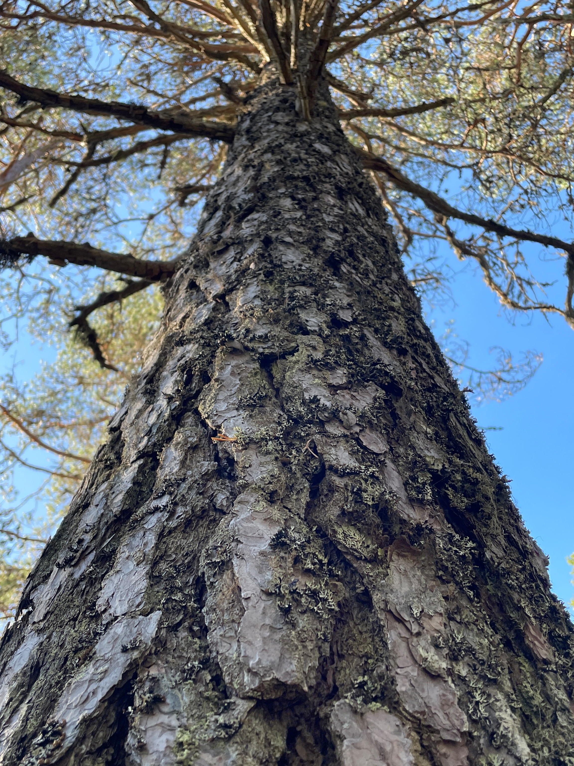 Upward look at an evergreen tree.