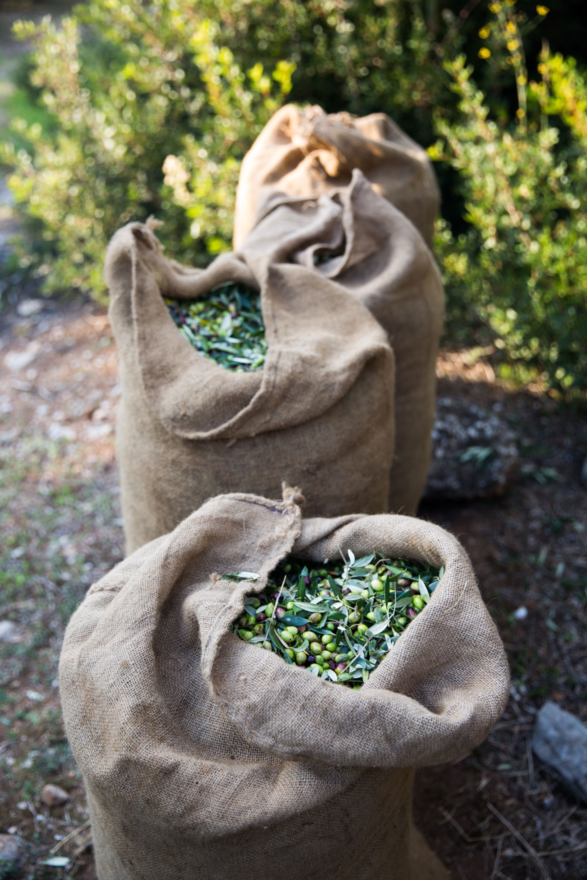 burlap sacks full of olives