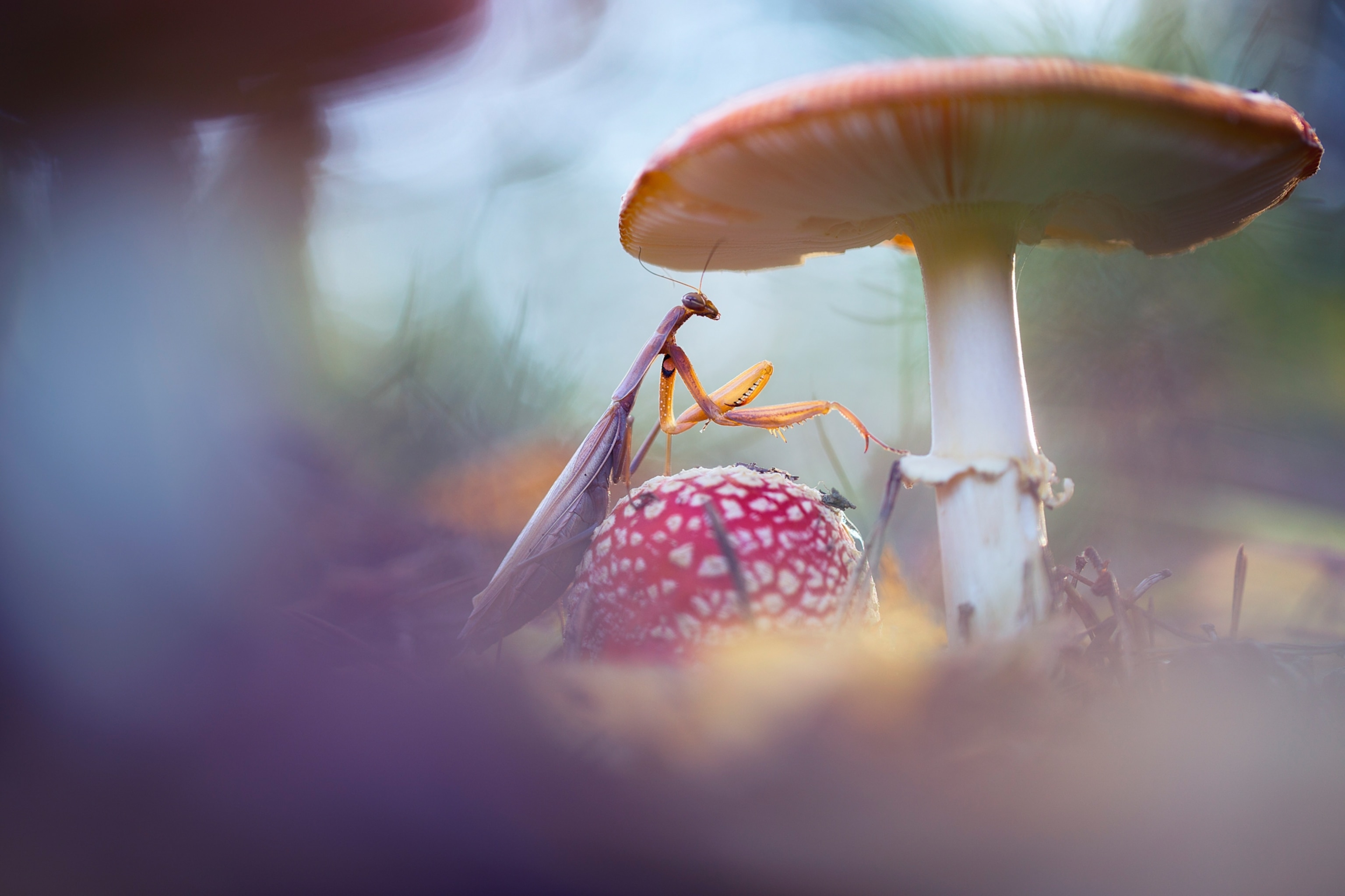 Praying mantis tucked beneath a mushroom cap on the forest floor