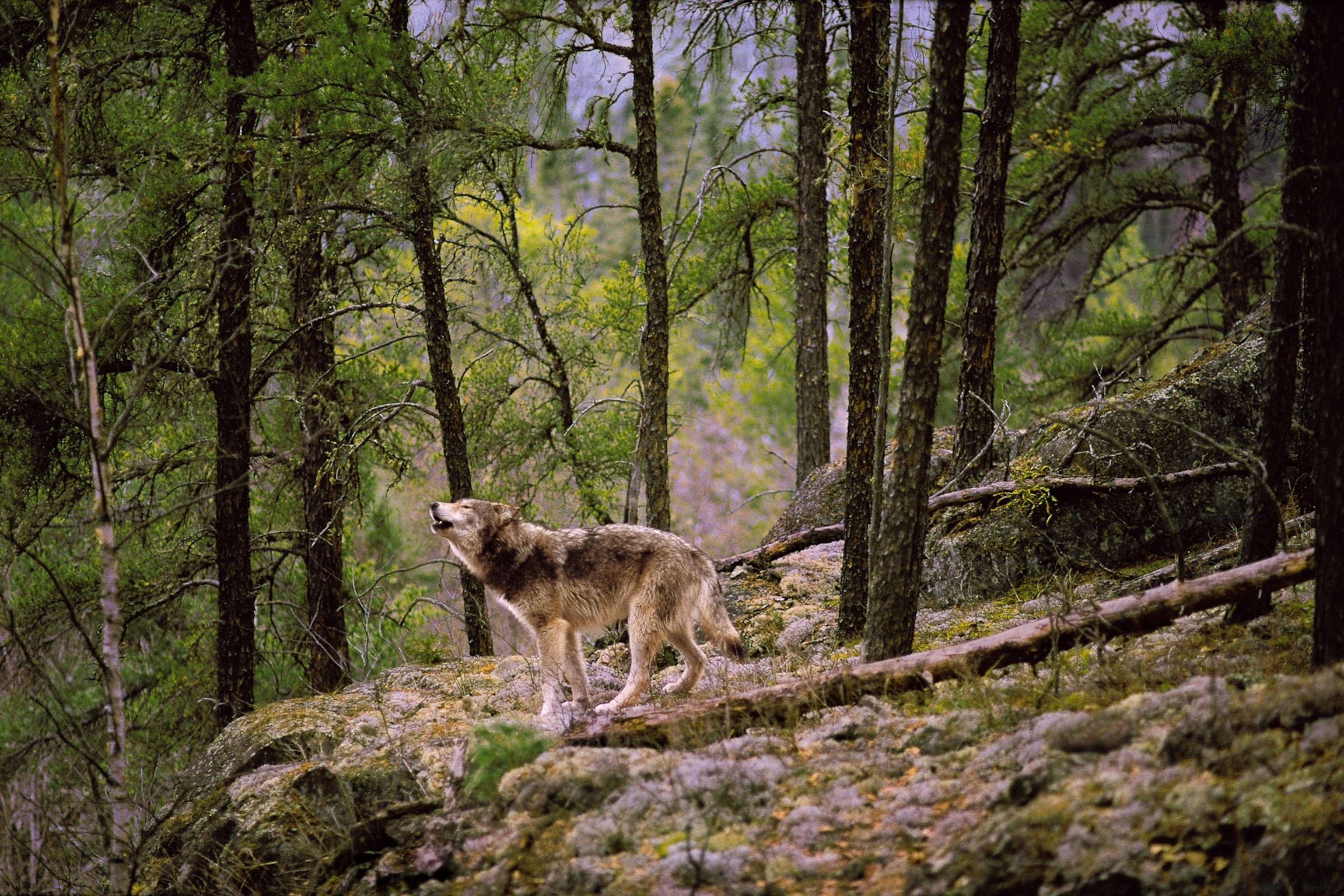 minnesota boundry waters over many years