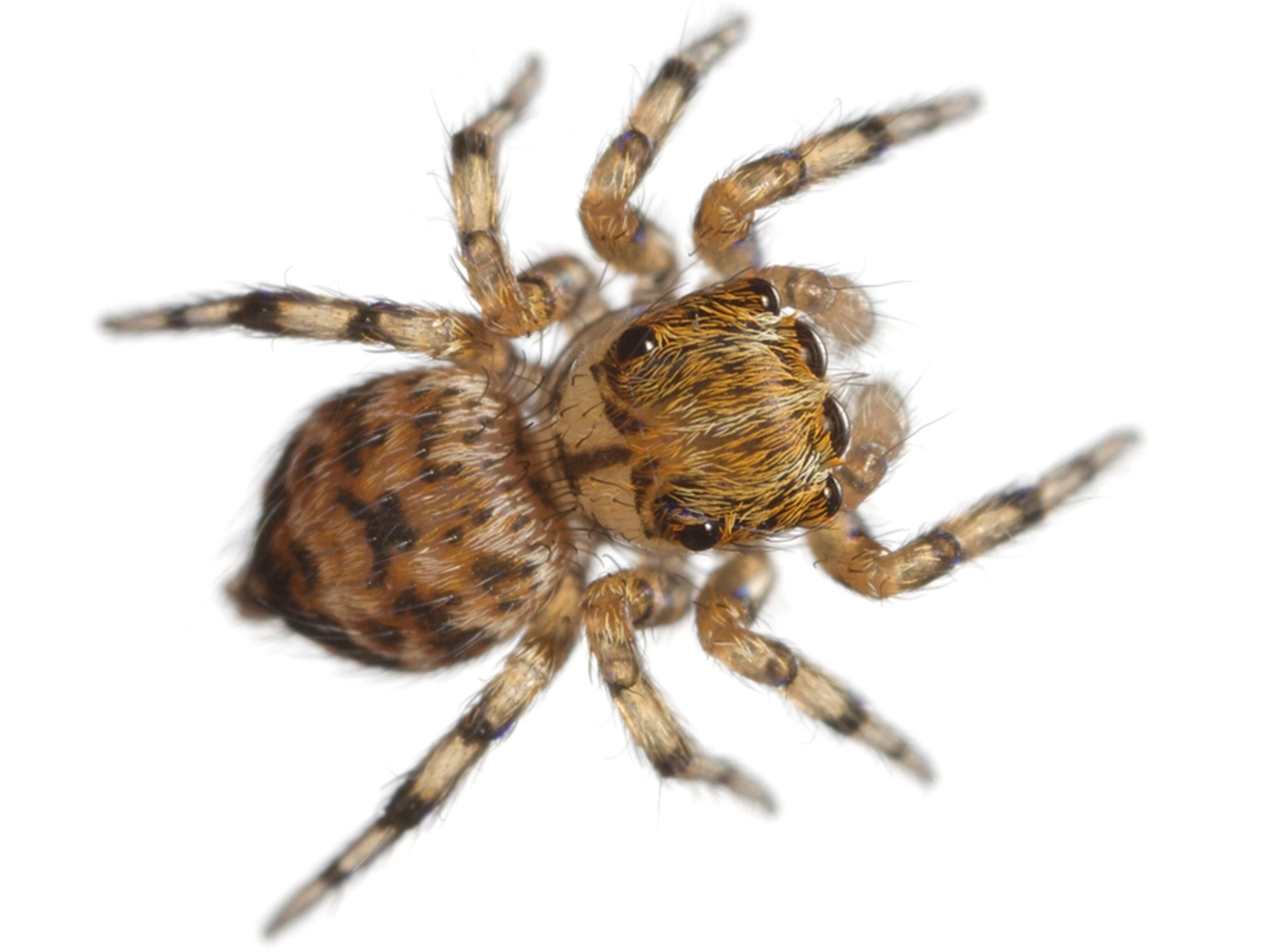 Common Name: Jumping spider, Scientific Name: Athamas sp., Magnification: 4x,