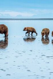 Inmunizar Su En La Cabeza De Tortugas National Geographic Temporada 