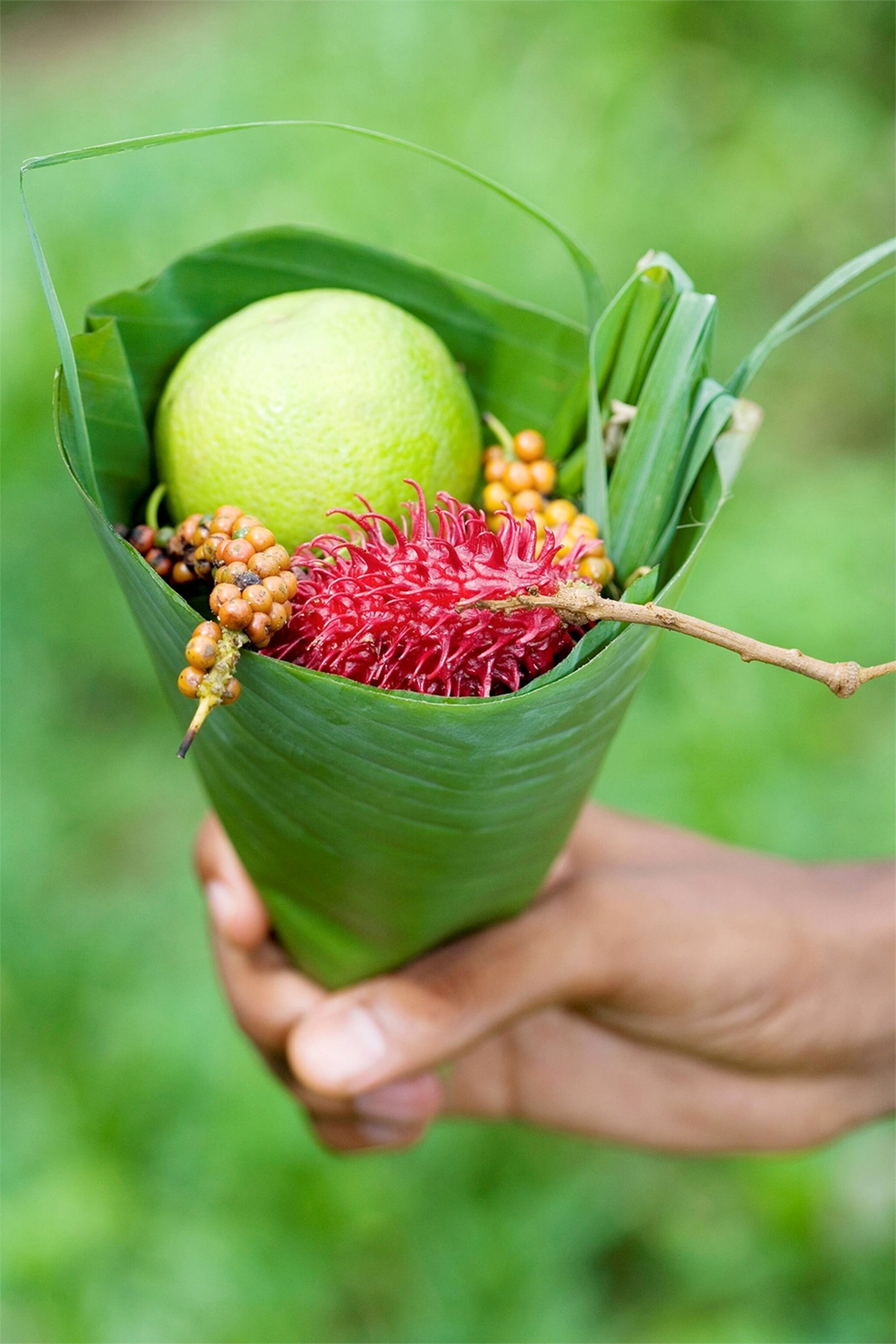 a hand holding spices on a spice farm in Zanzibar, Tanzania