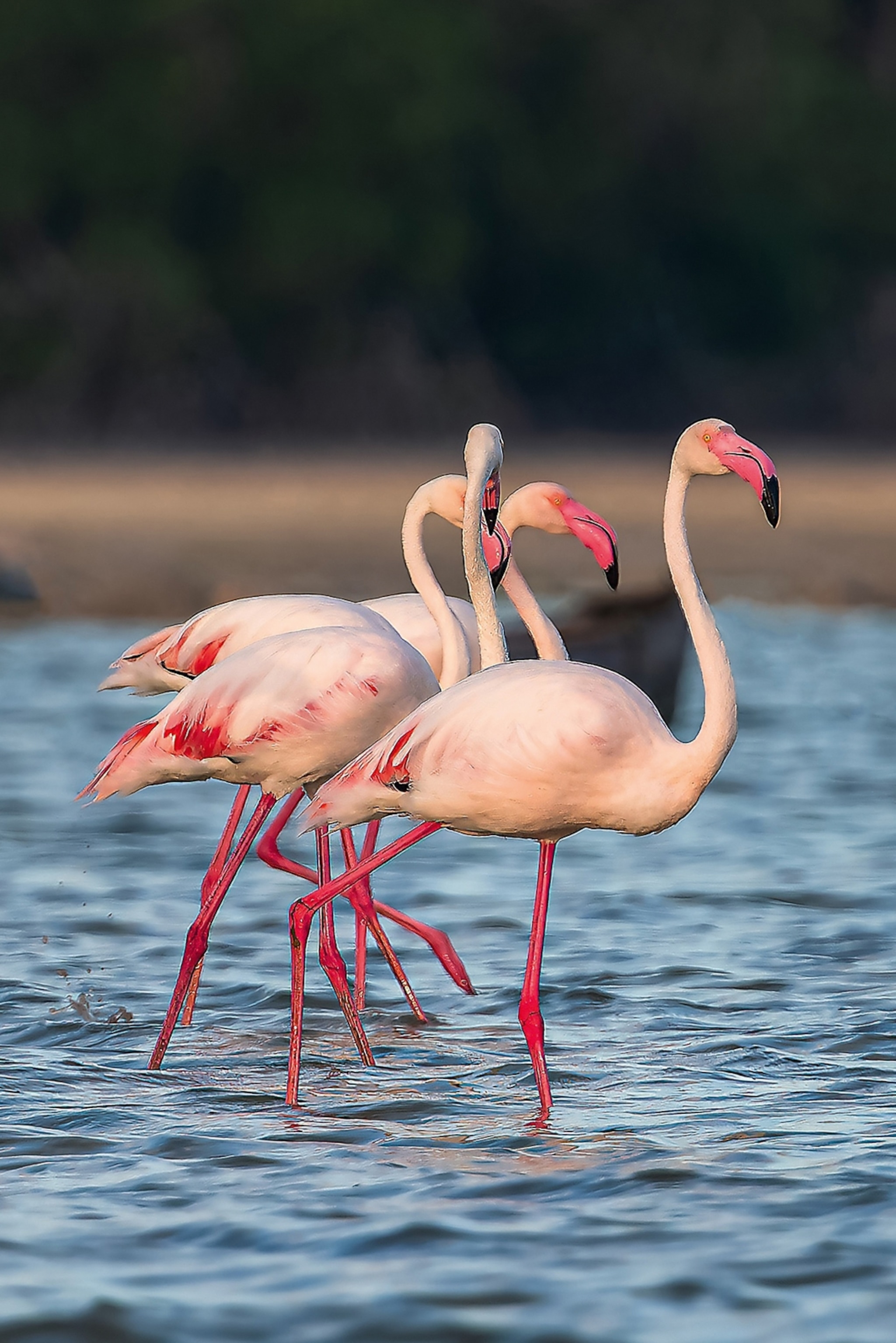 Flamingos wading in a lake.