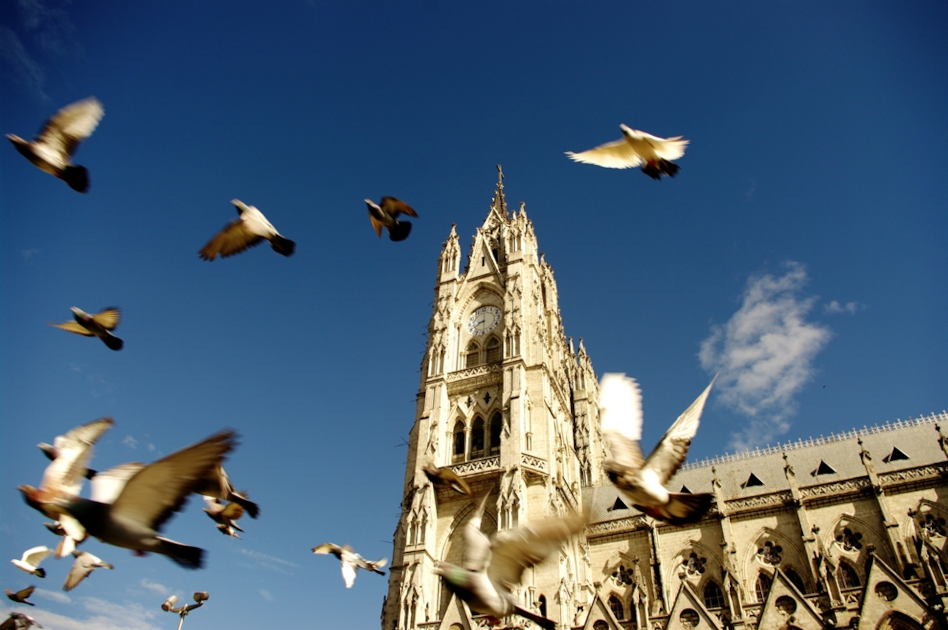 Pigeons, Quito, Ecuador