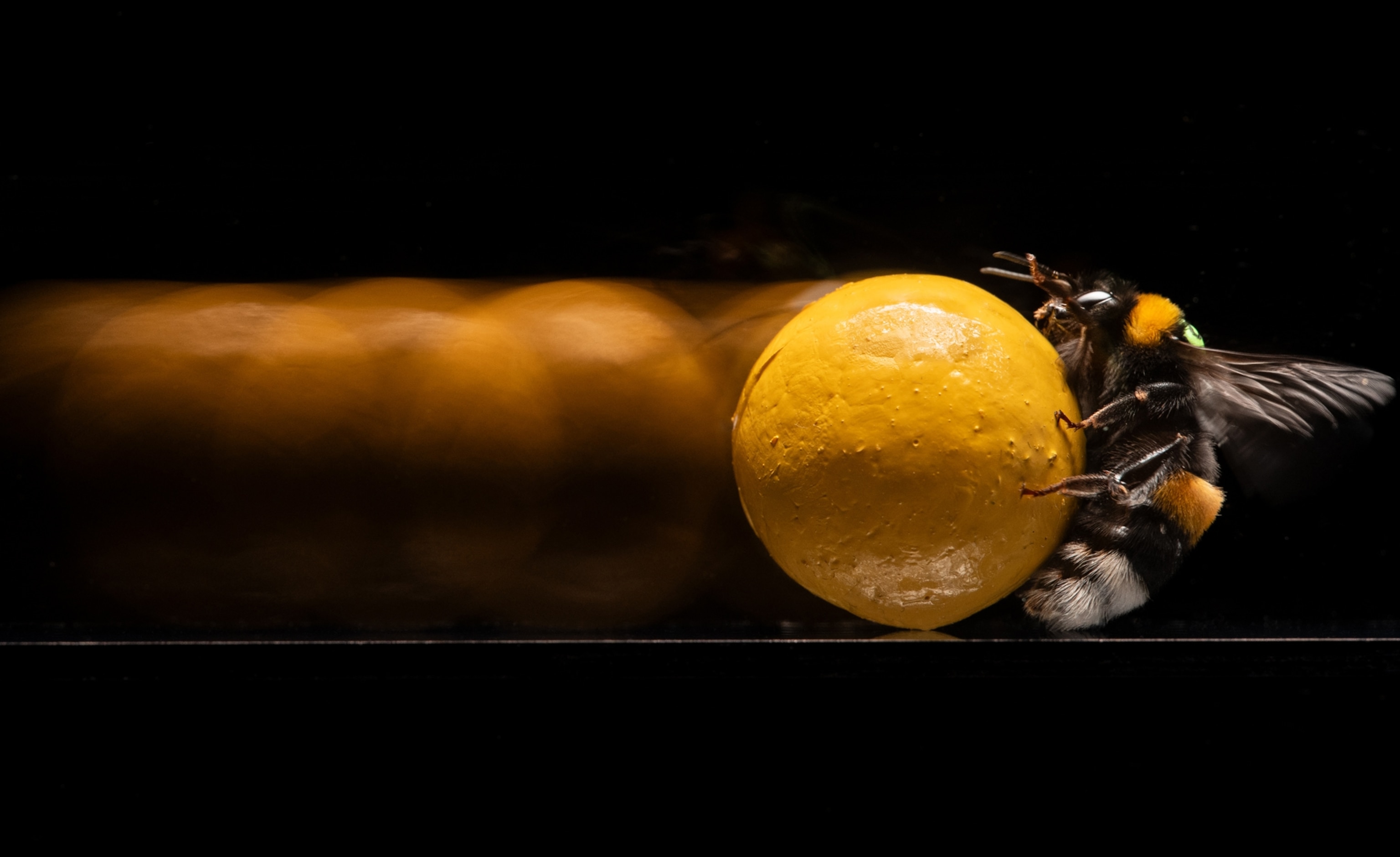 A bumblebee rolls a yellow ball toward a “flower” target in a lab at the University of Oulu in Finland.