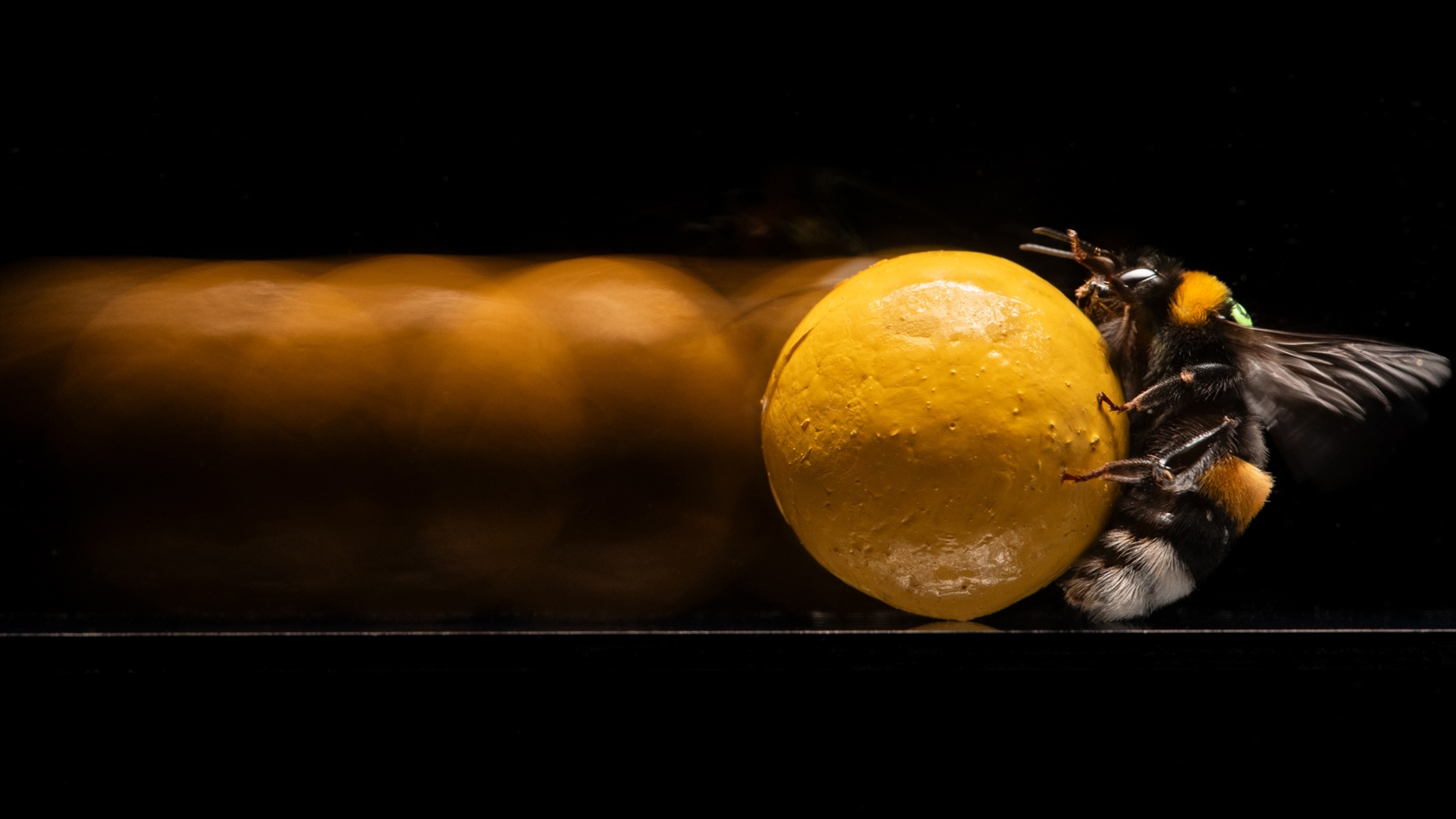 Secrets of the bees: Revealing the sneaky genius of nature's brightest thinkers