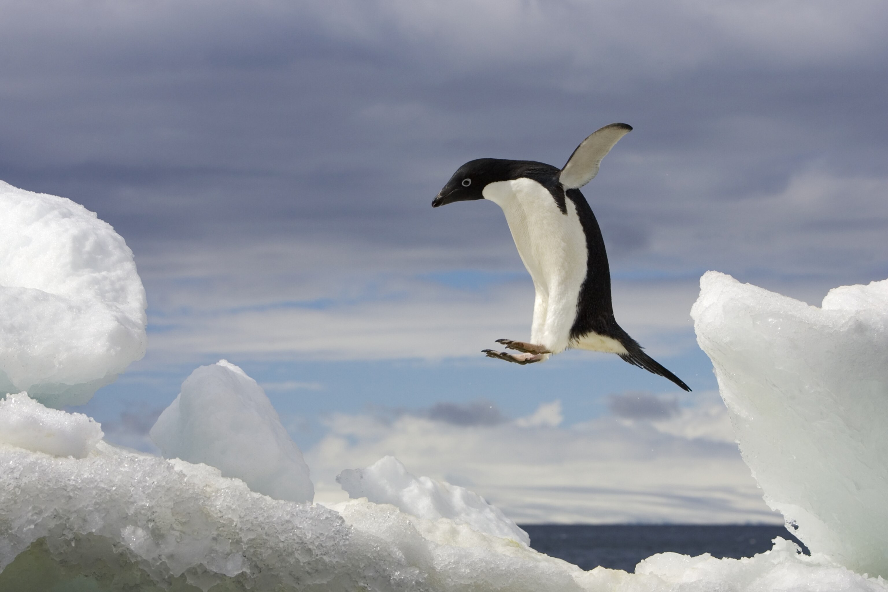 an Adelie penguin jumping on an iceberg