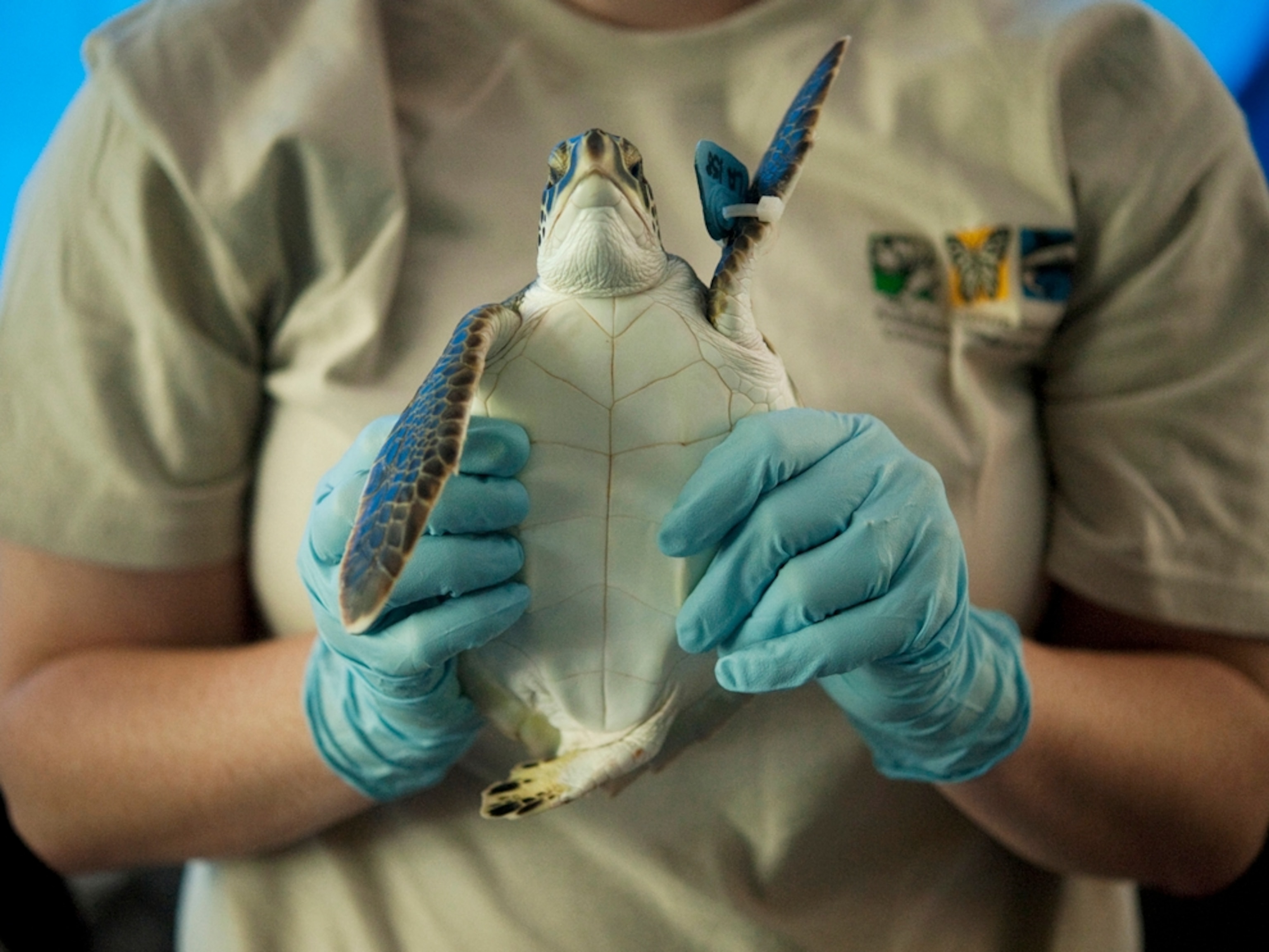 A blue-gloved rescue worker holds a blue-flippered sea turtle