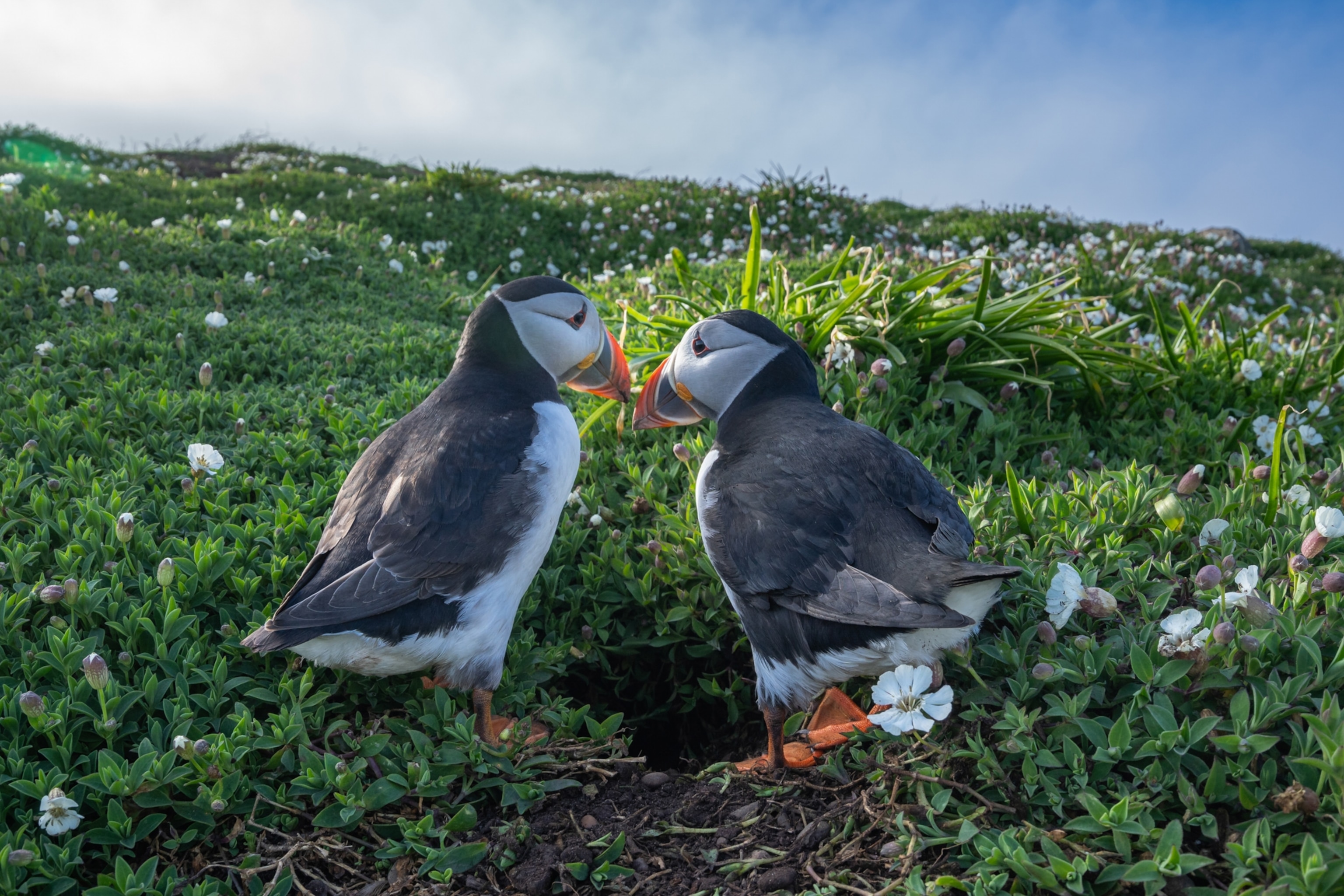 Two puffins stand closely on lush green grass dotted with white flowers, one looking at the other
