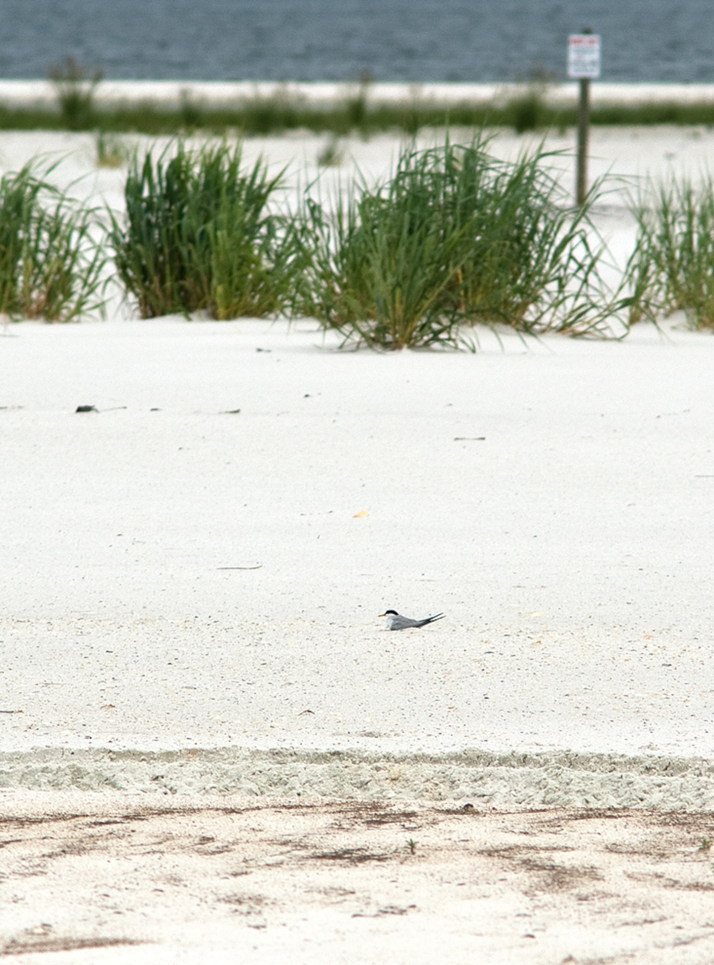 gulf-oil-cleanup-threatening-shorebirds-tern--s733x990--p.jpg