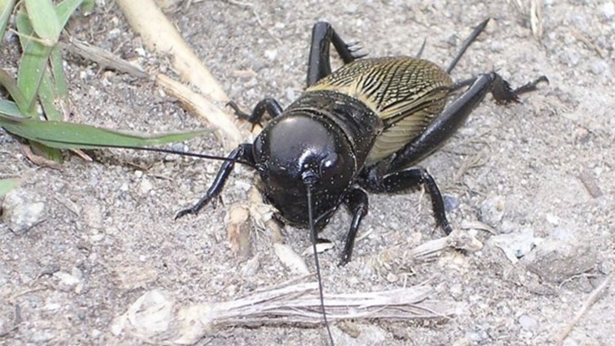 ‘Chivalrous’ crickets dying to let females go first