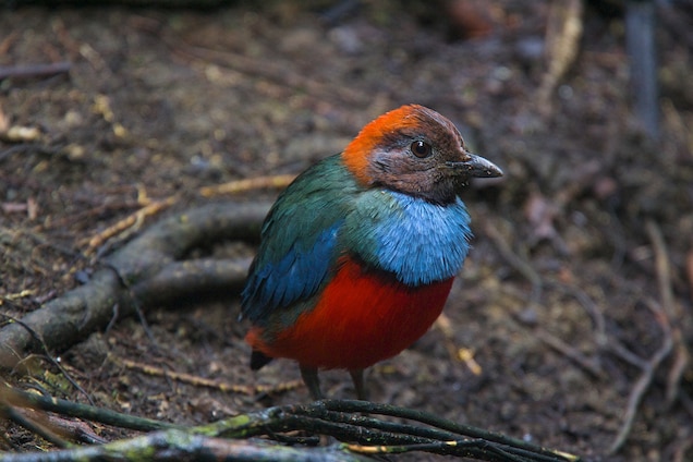 The red-bellied pitta is one of several species of pitta found in Southeast Asia. Photograph by Tim Laman, National Geographic Creative