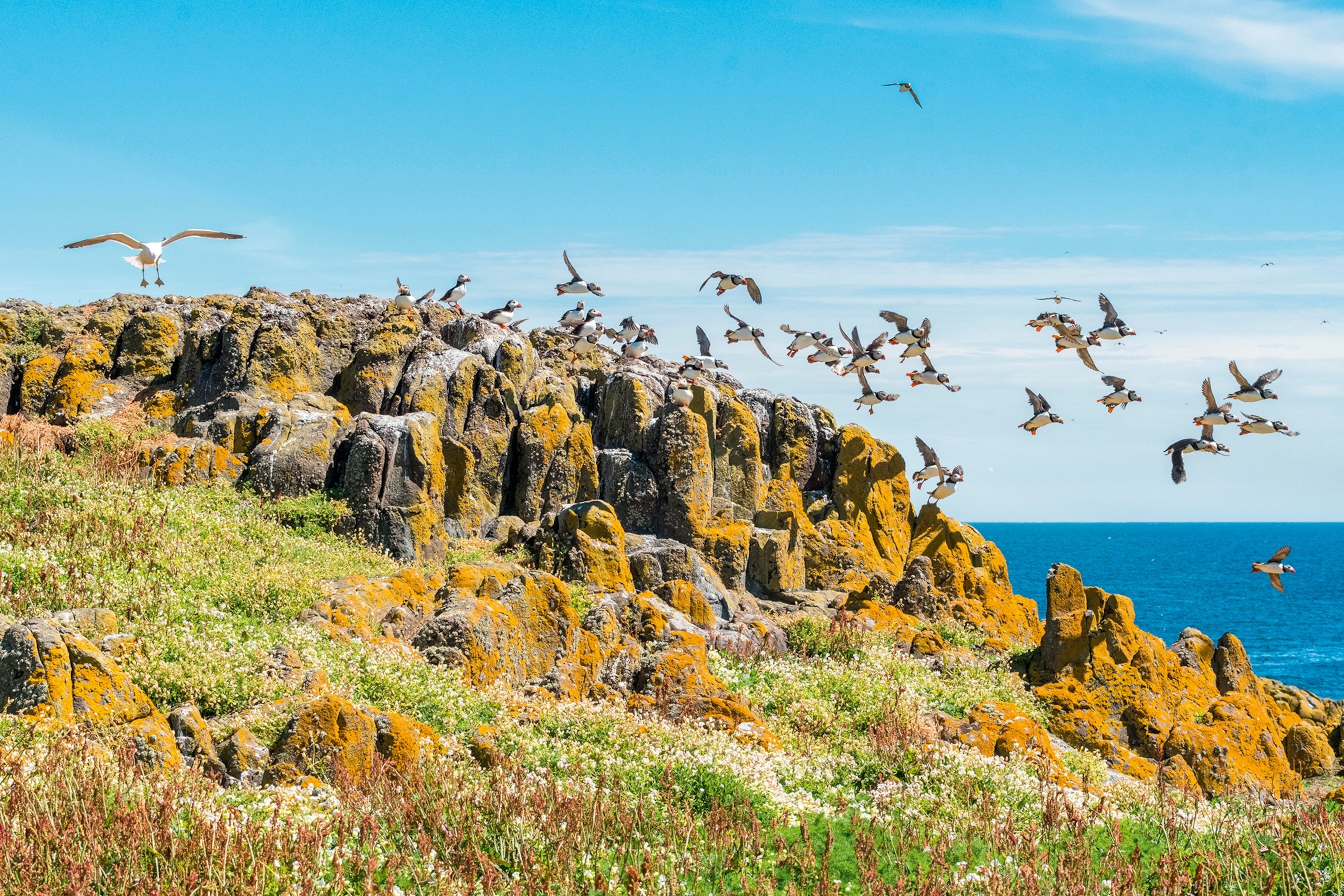 A dynamic shot of a coastal rock-scape, with low bushes in the fore- and the ocean in the background, as a swarm of puffin birds take flight.