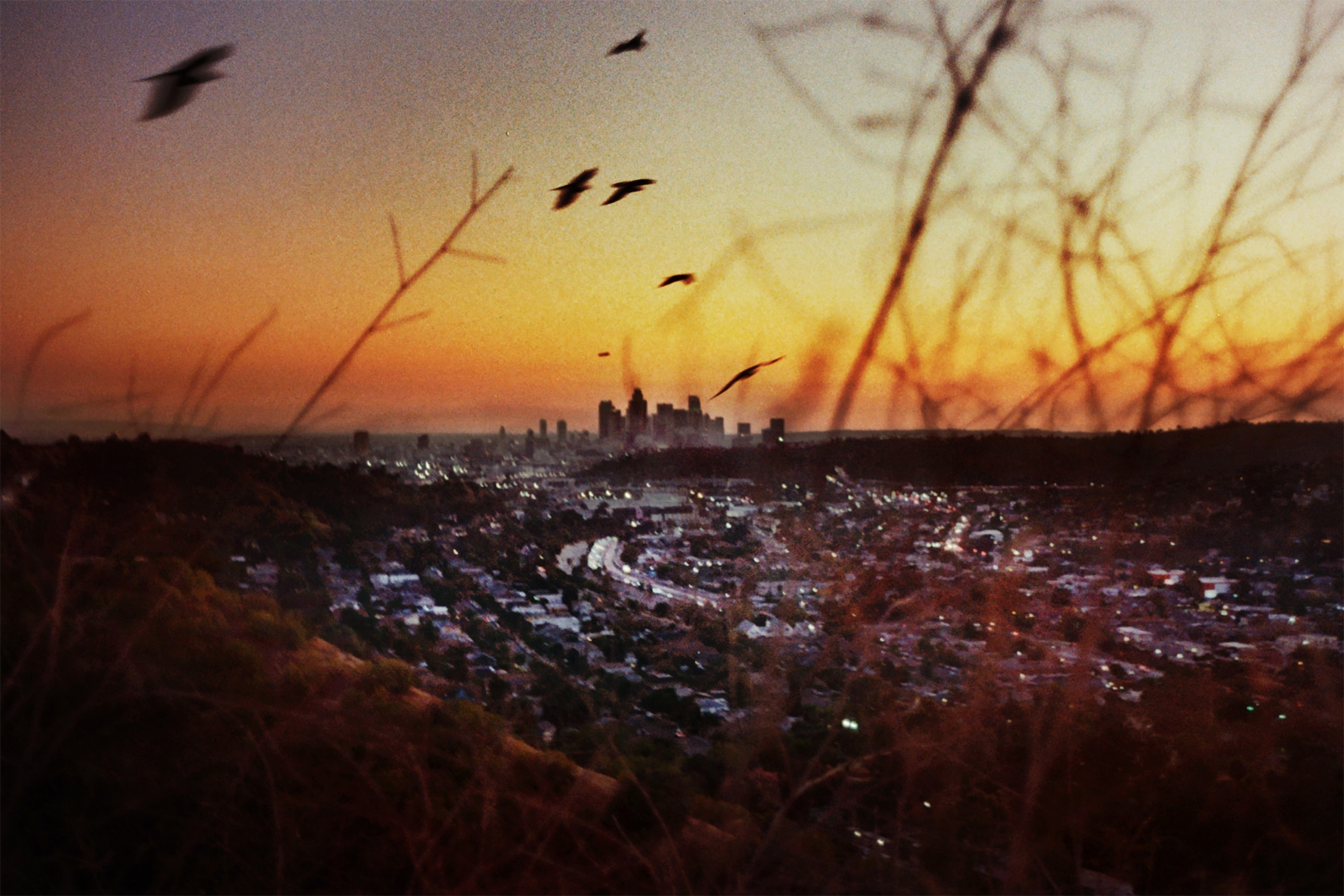 Birds fly over the Los Angeles skyline at sunset.