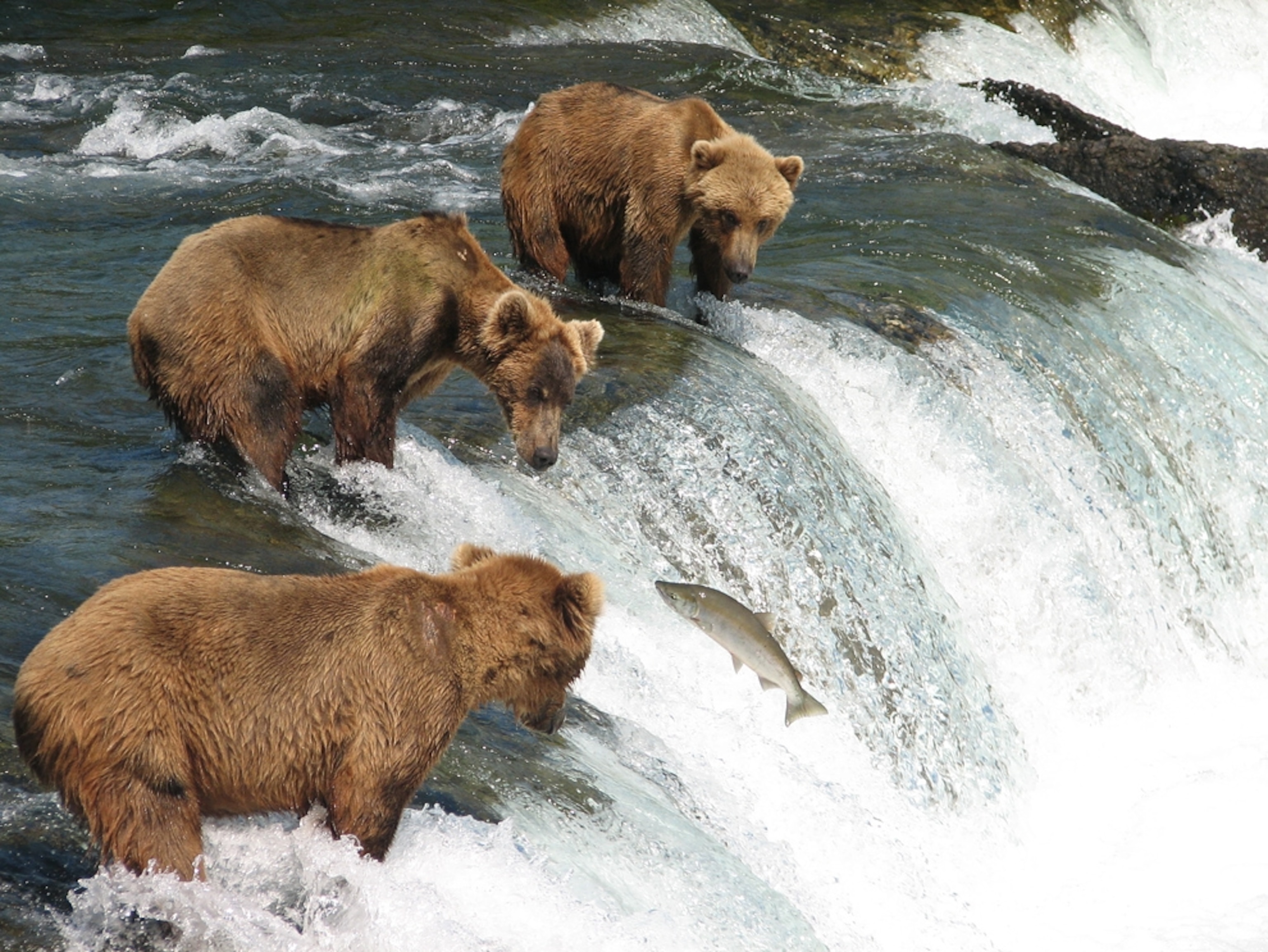 Bears hunting salmon in Katmai National Park, Alaska.