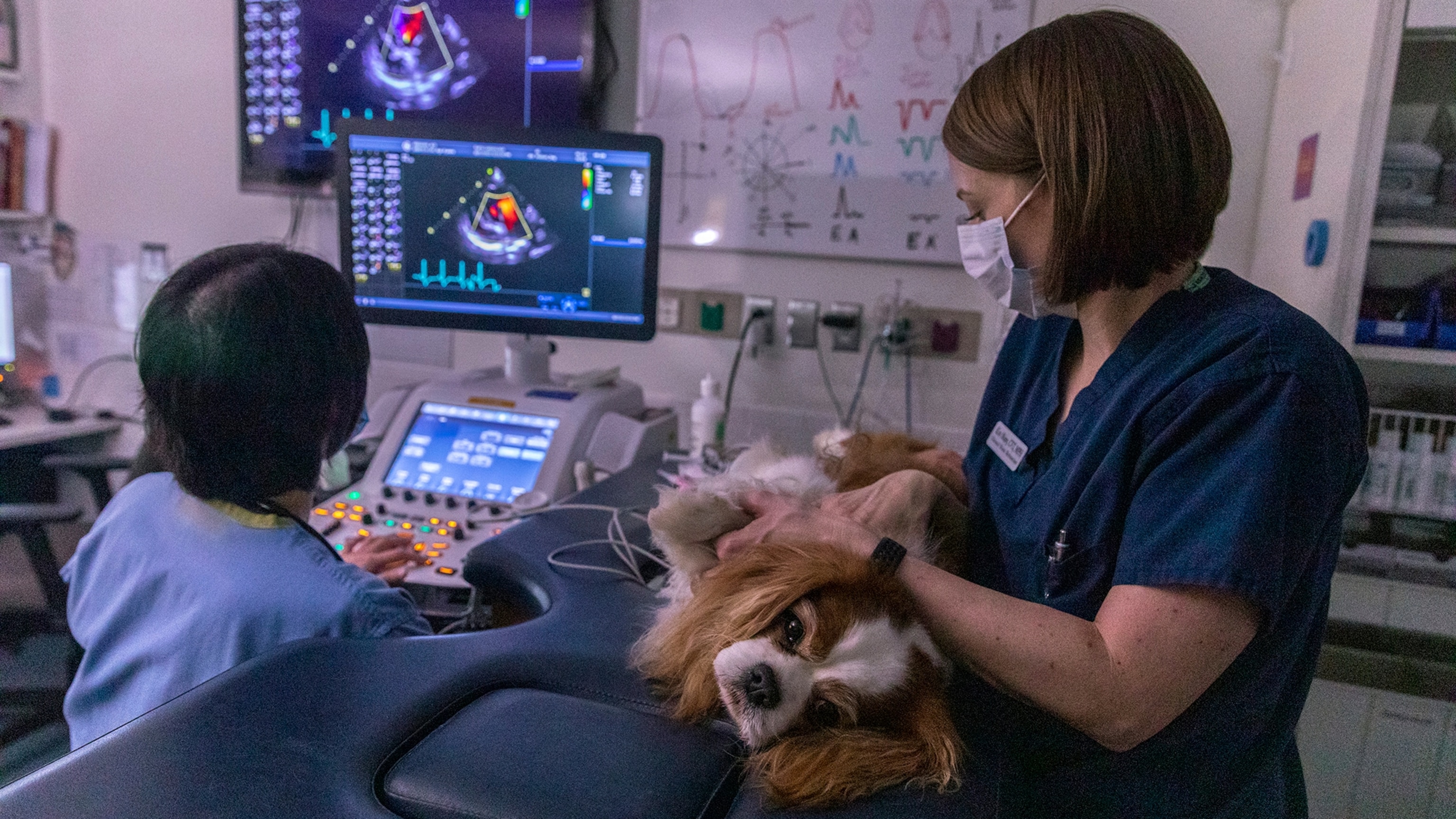 Could dogs be our best hope to reverse aging in humans?