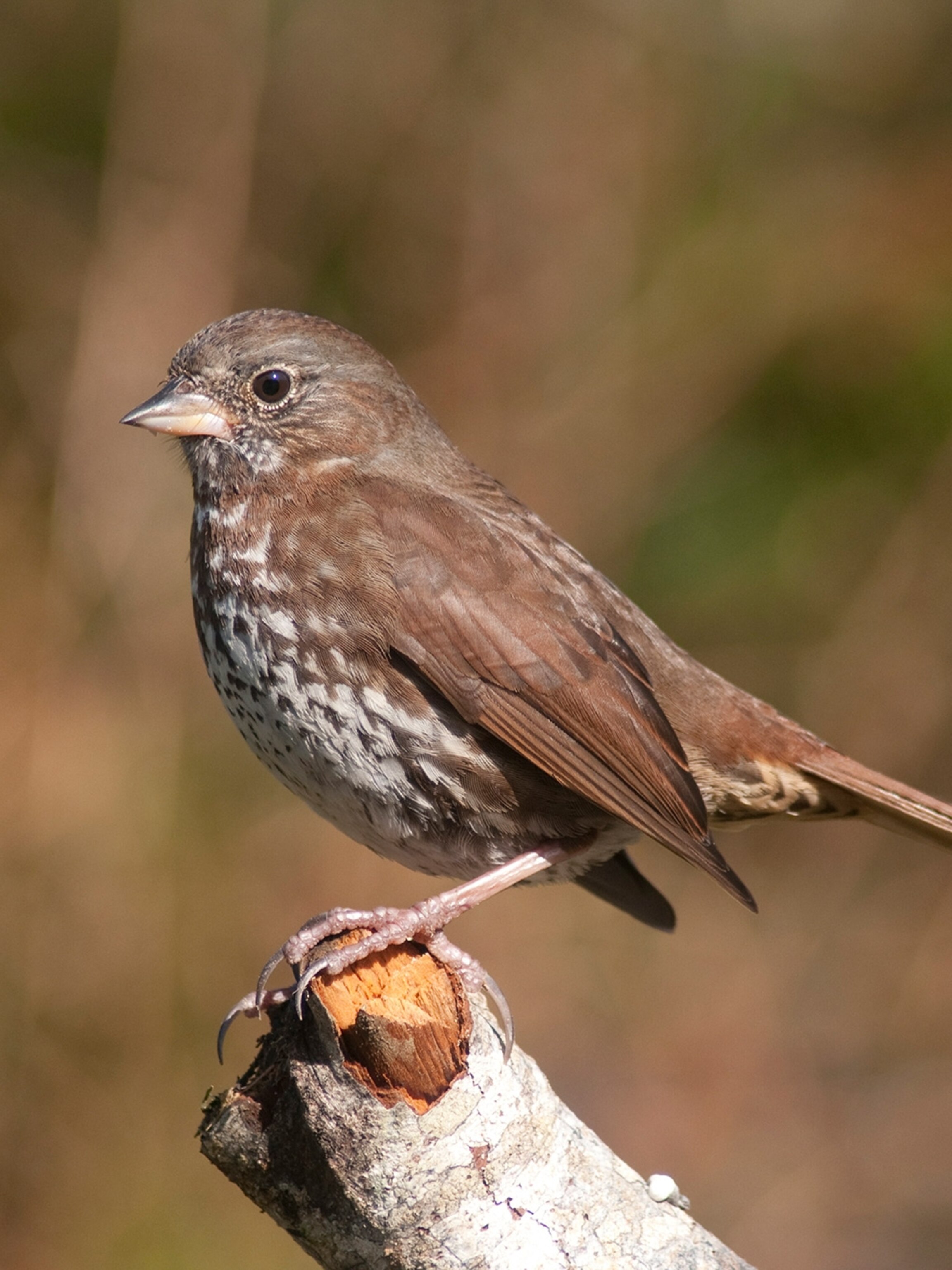 Fox Sparrow National Geographic