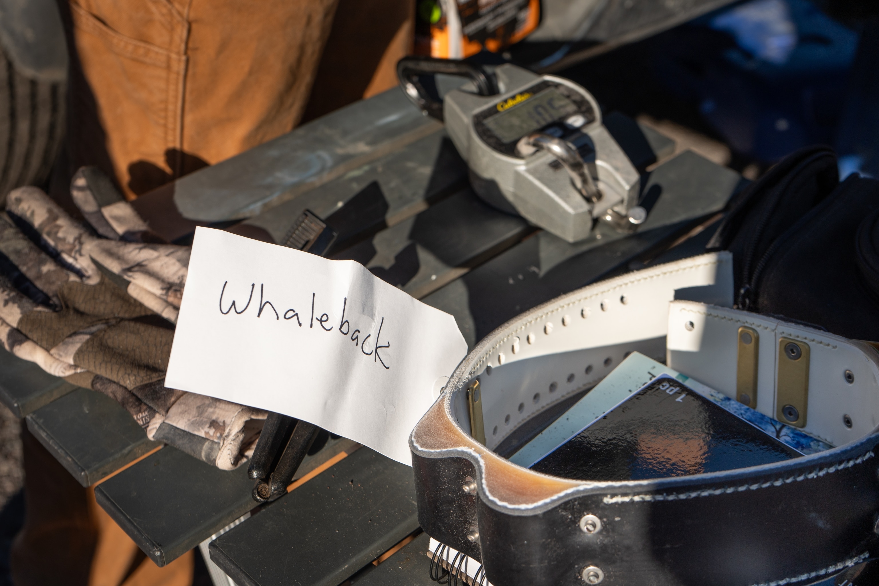 Fieldwork essentials for tracking the Whaleback wolf pack in Siskiyou County, California.