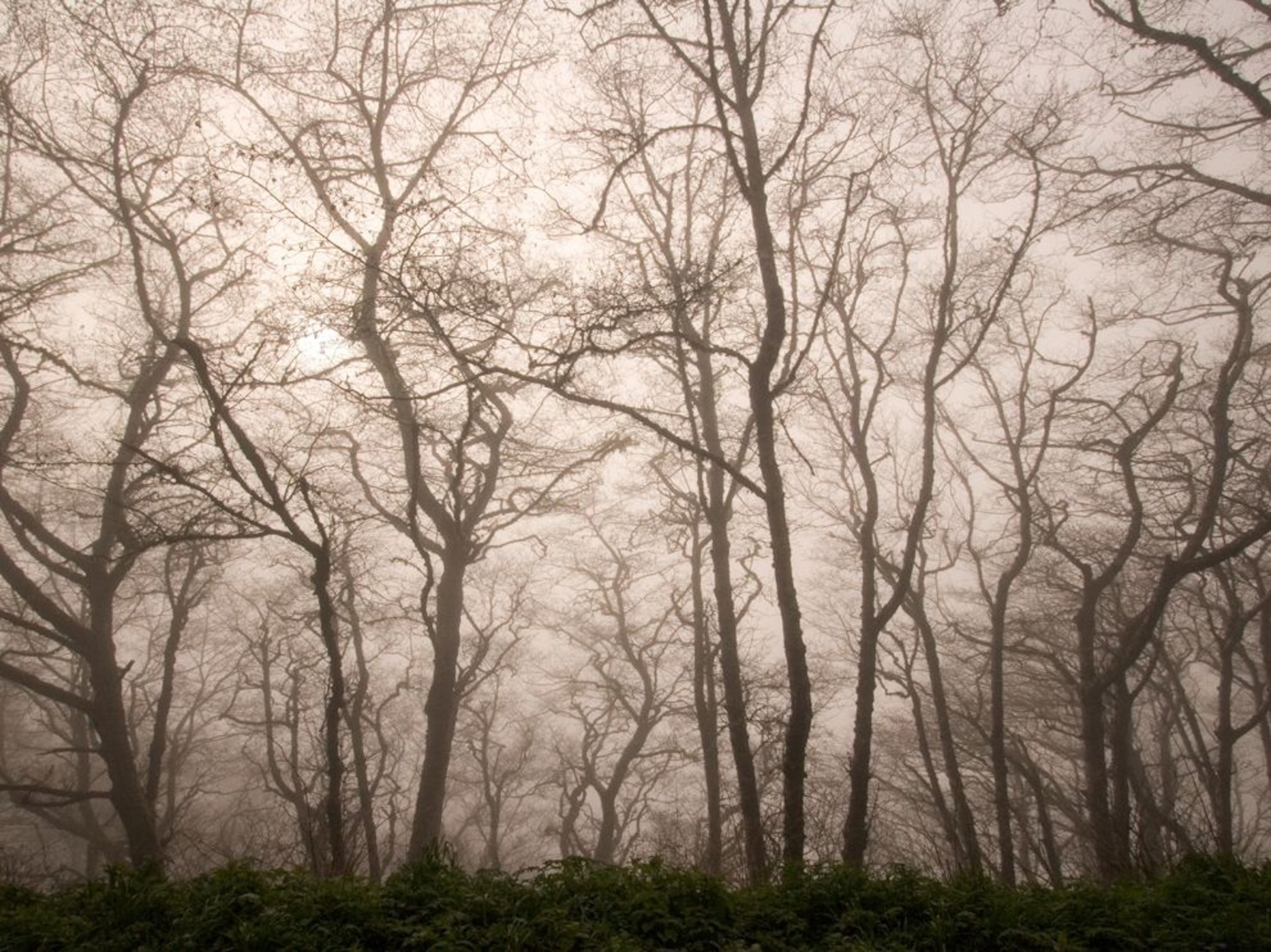 red alder trees in Redwood National Park, California