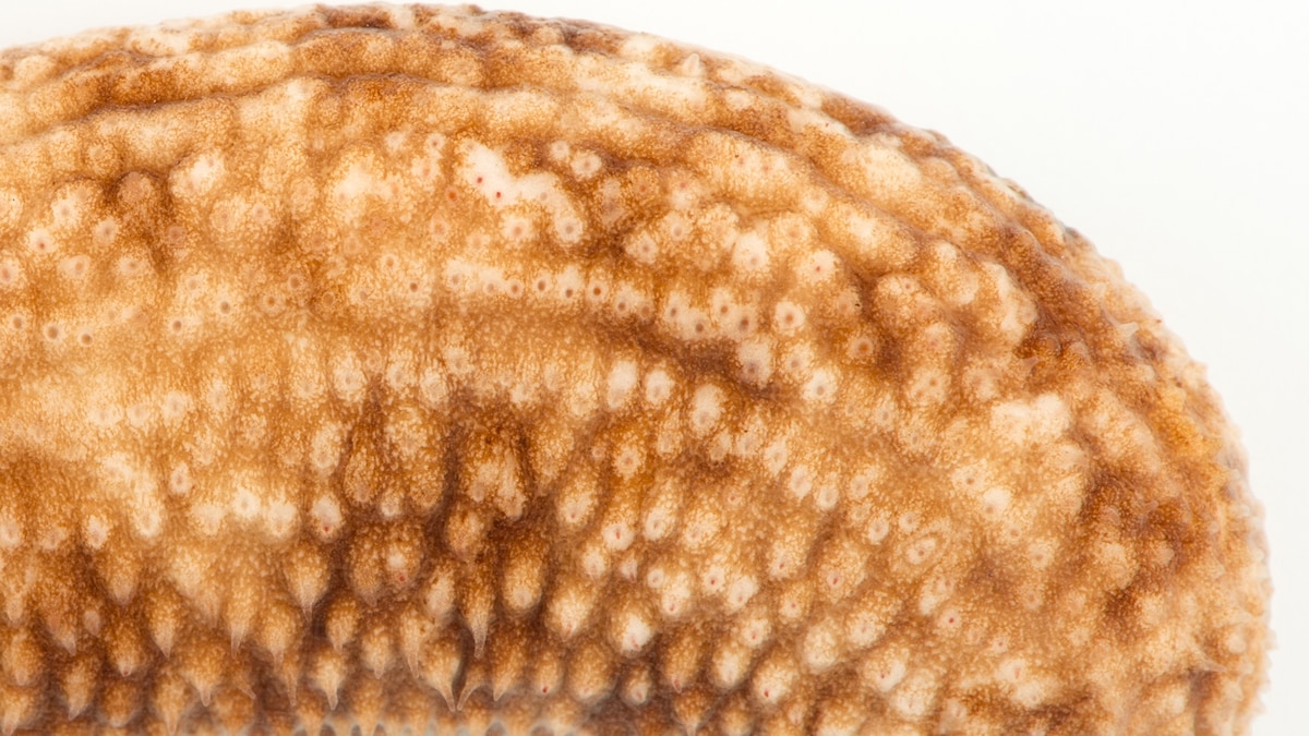 Sea Cucumbers National Geographic