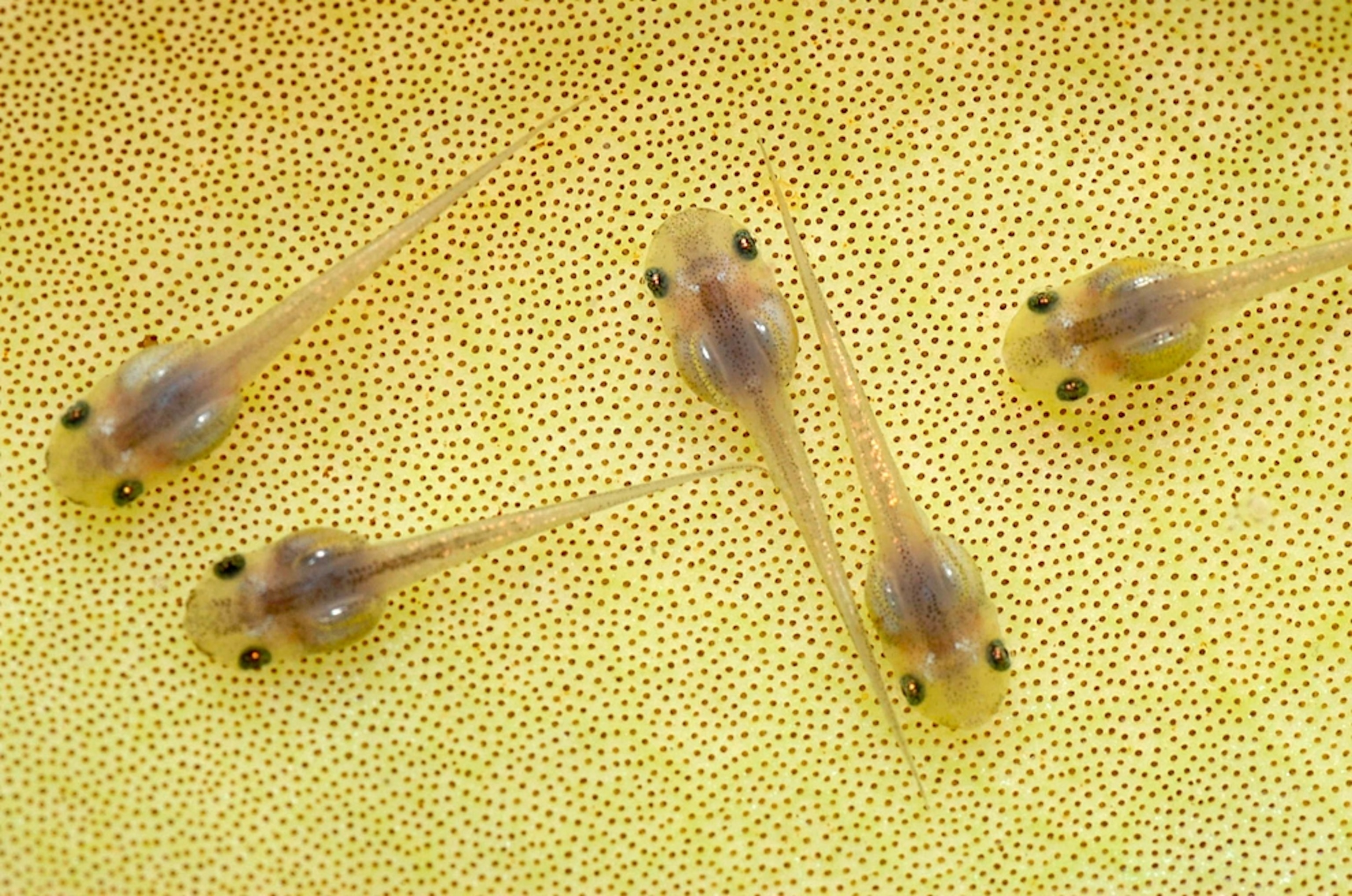 Microhyla nepenthicola tadpoles -- from a new species of pea-size frog