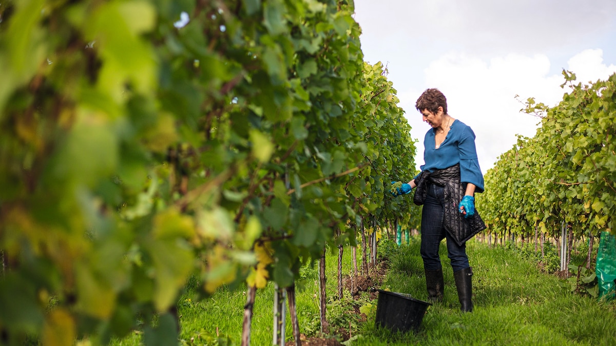 4 of the best vineyards in the UK to experience English wine | National Geographic