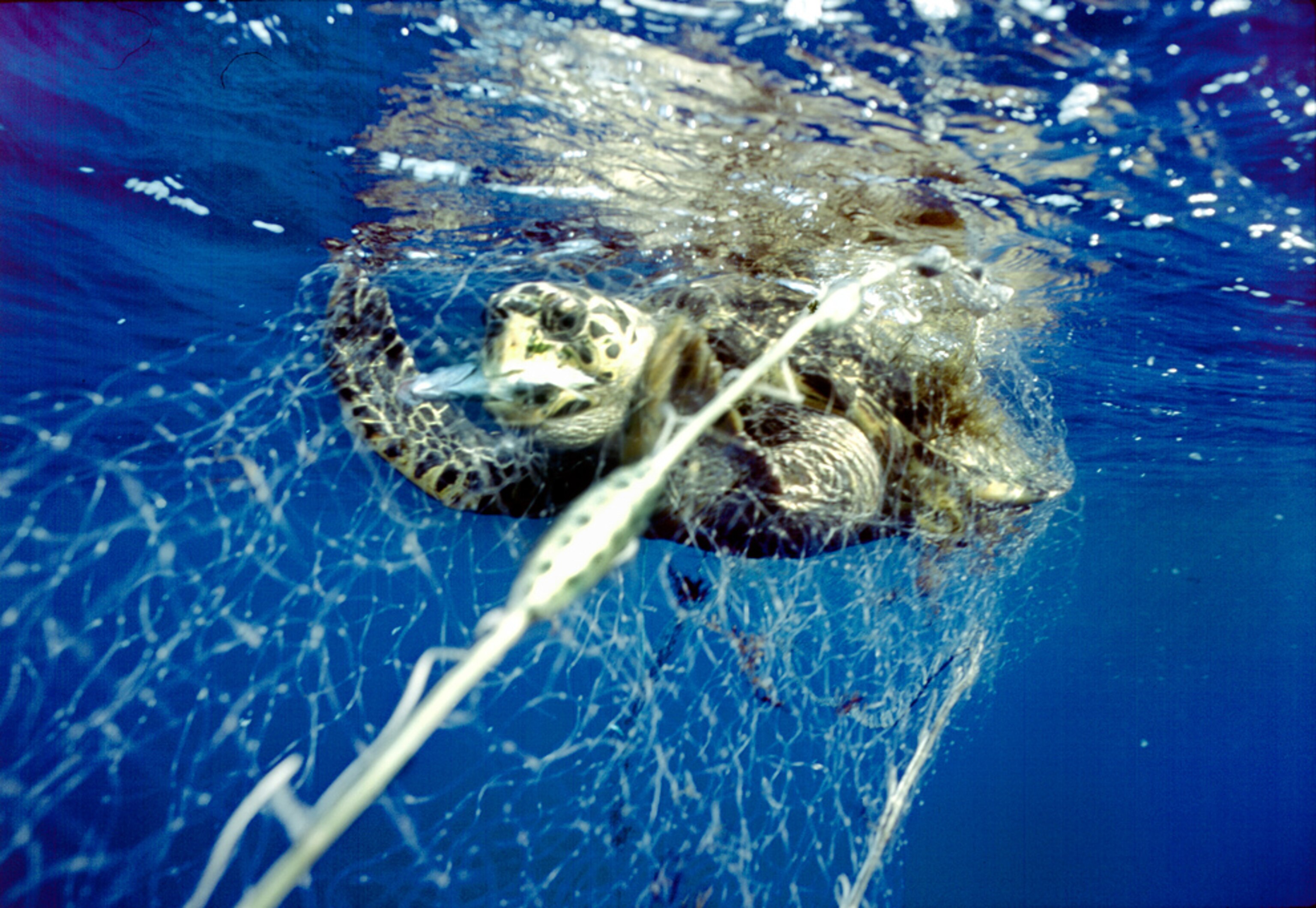 a sea turtle caught in net for a story on how millions of sea turtles are killed accidentally each year.