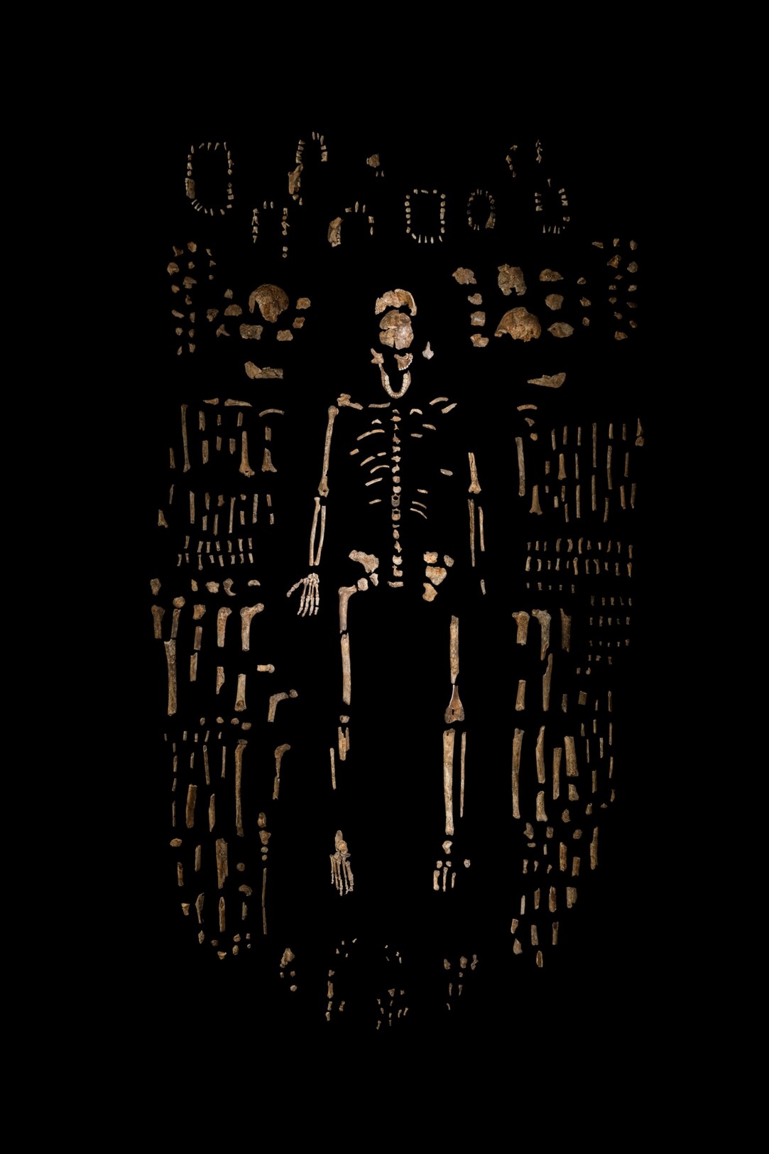 Largest Human Skeleton Ever Found National Geographic