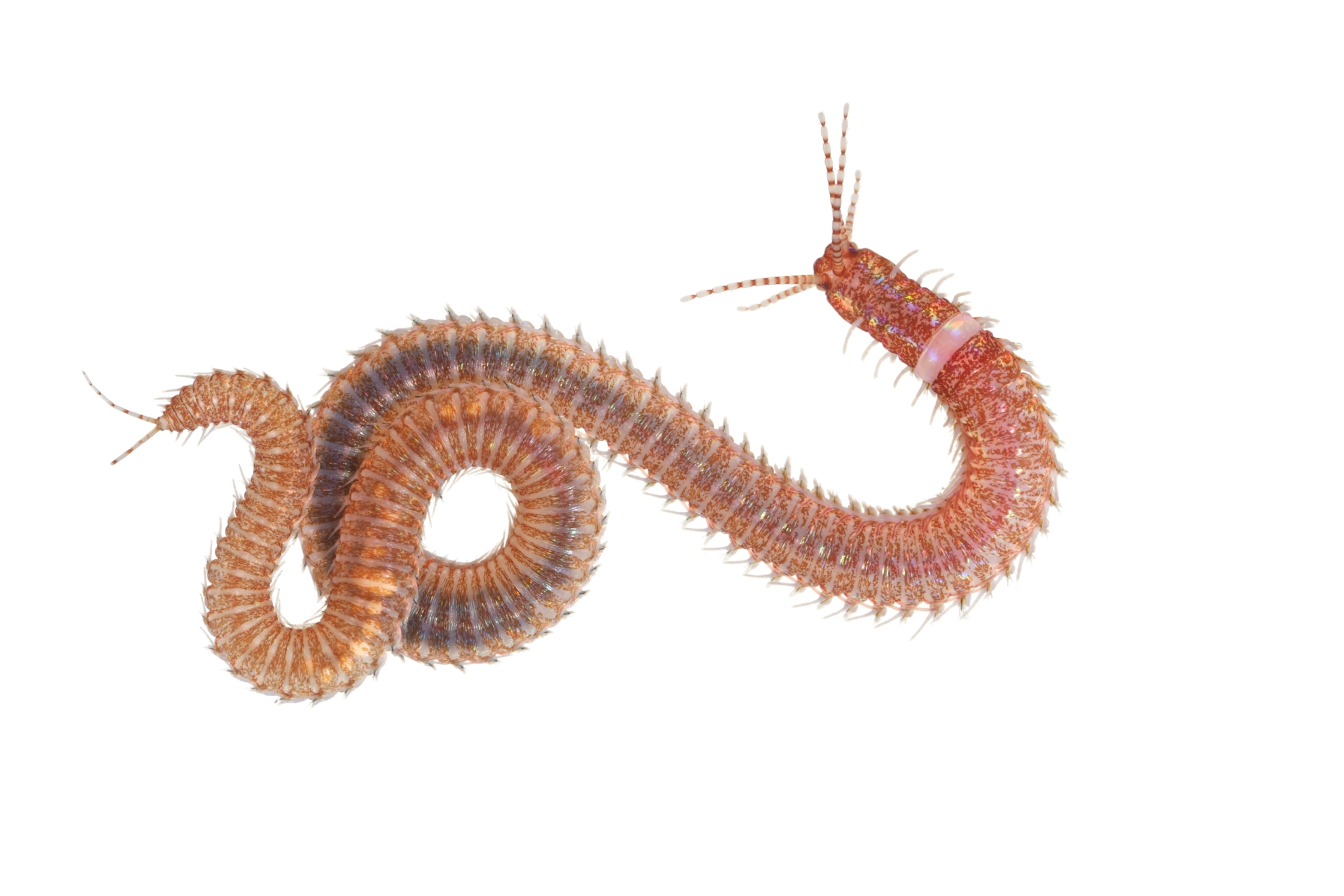 an orange polychaete worm