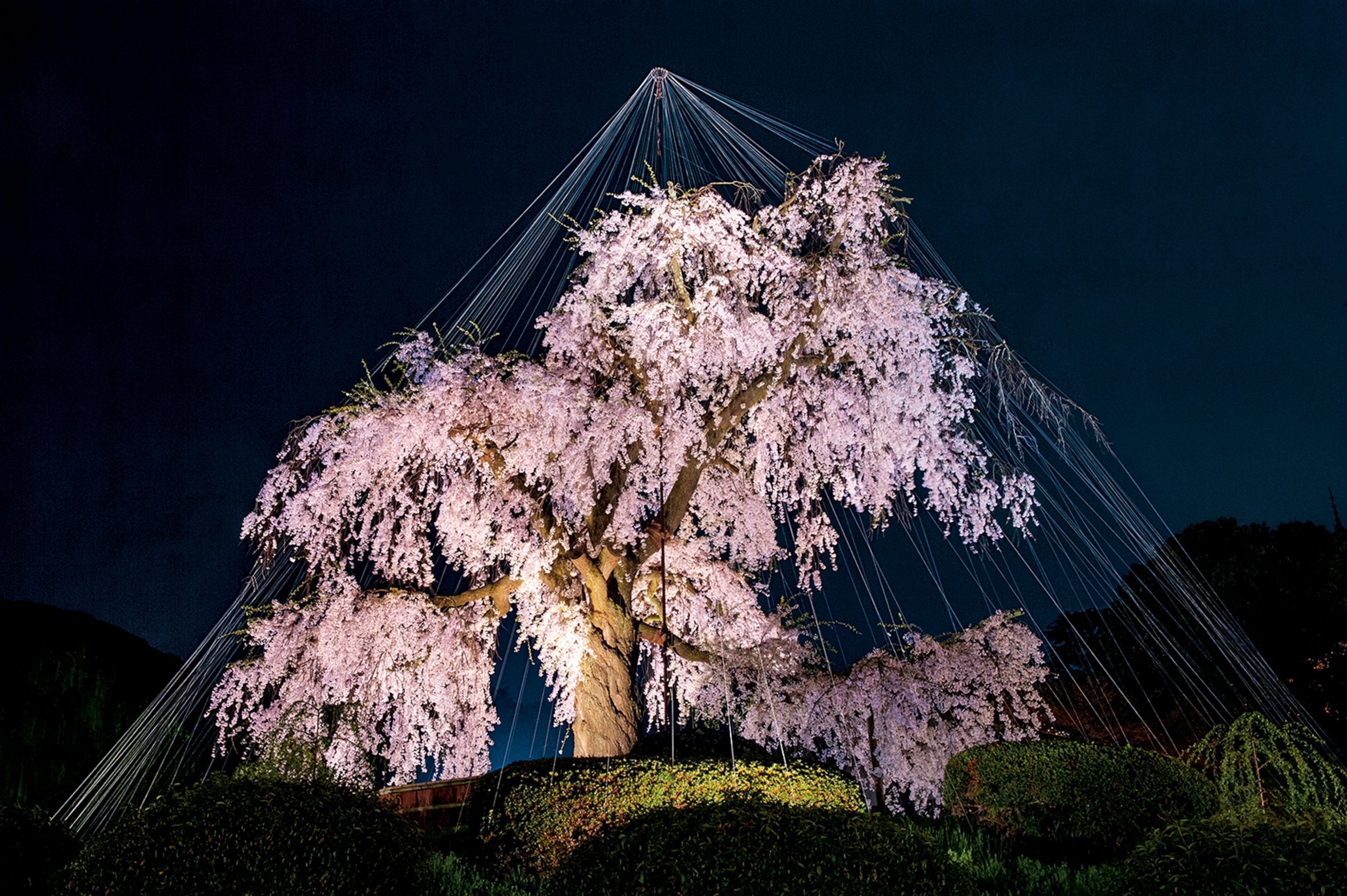 Cherry Tree in Bloom