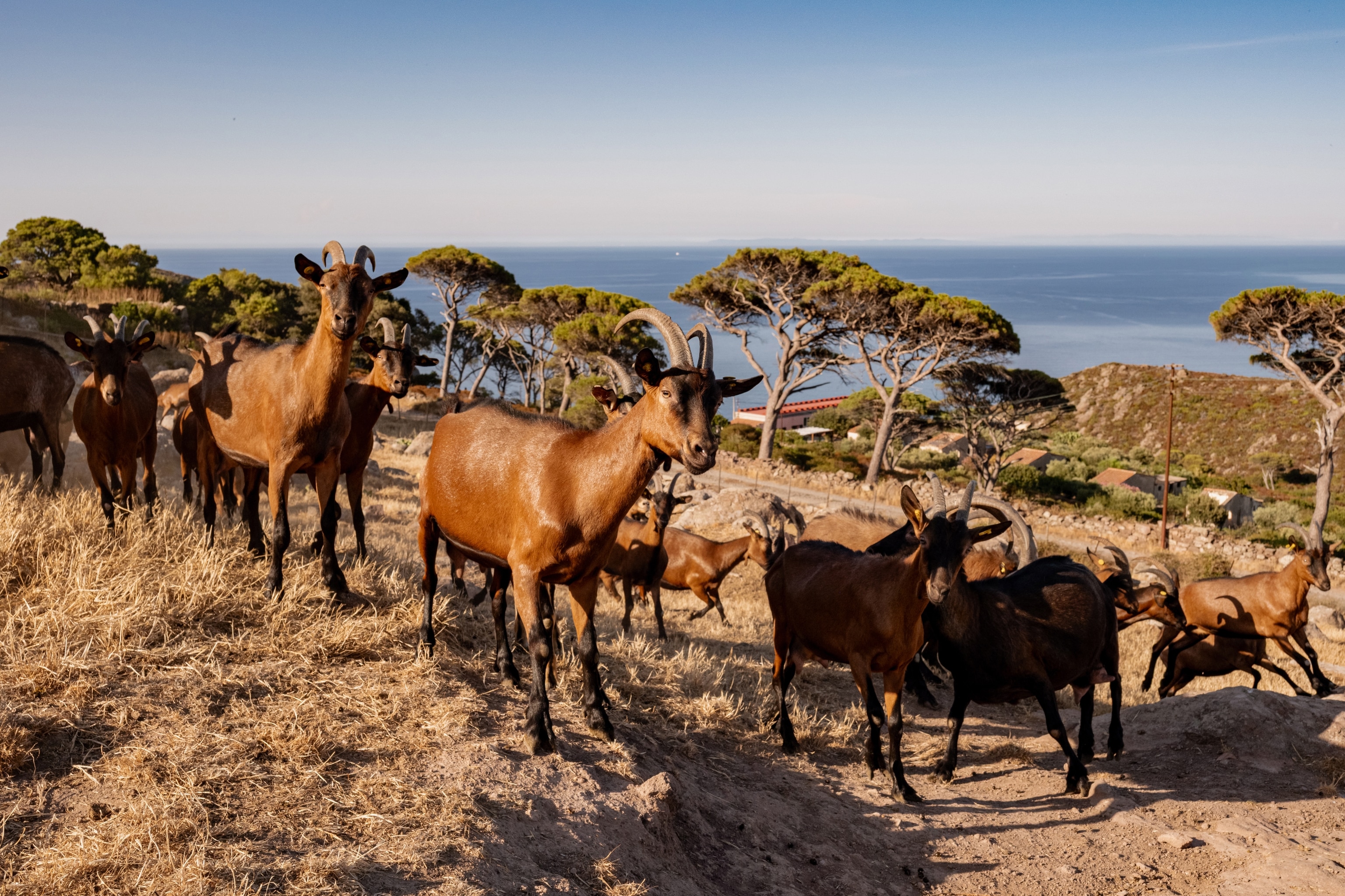 Goats in the hills