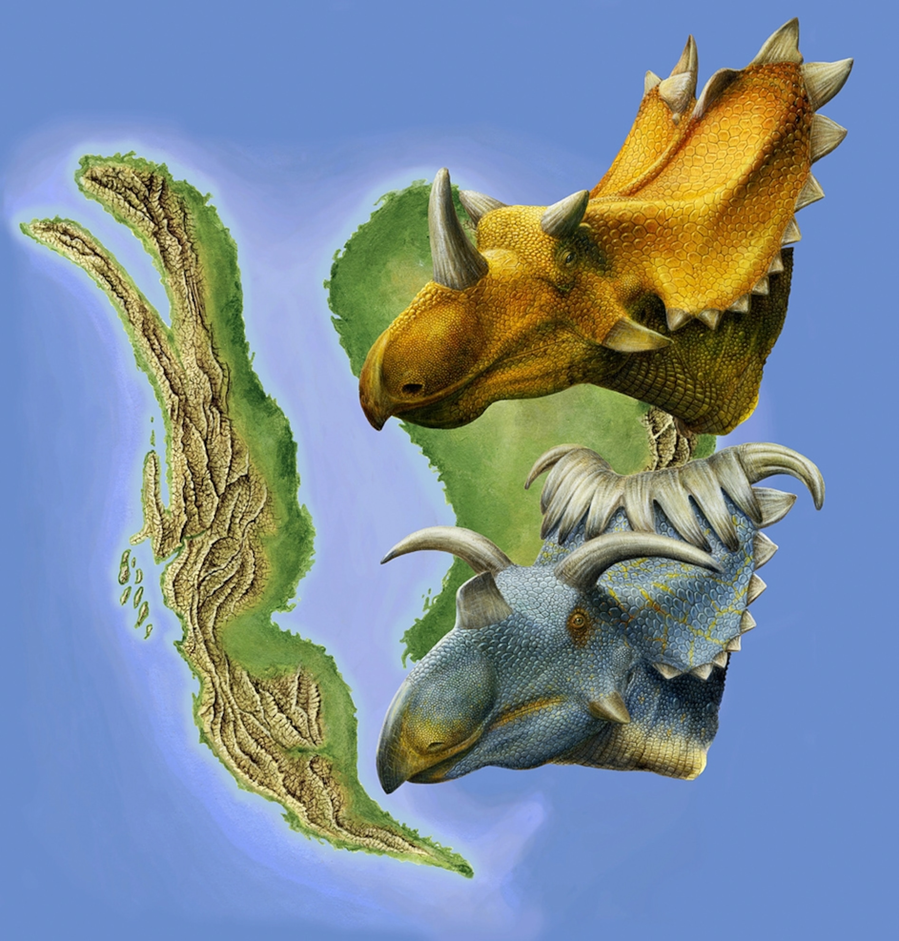 A diagram of two new horned dinosaurs.