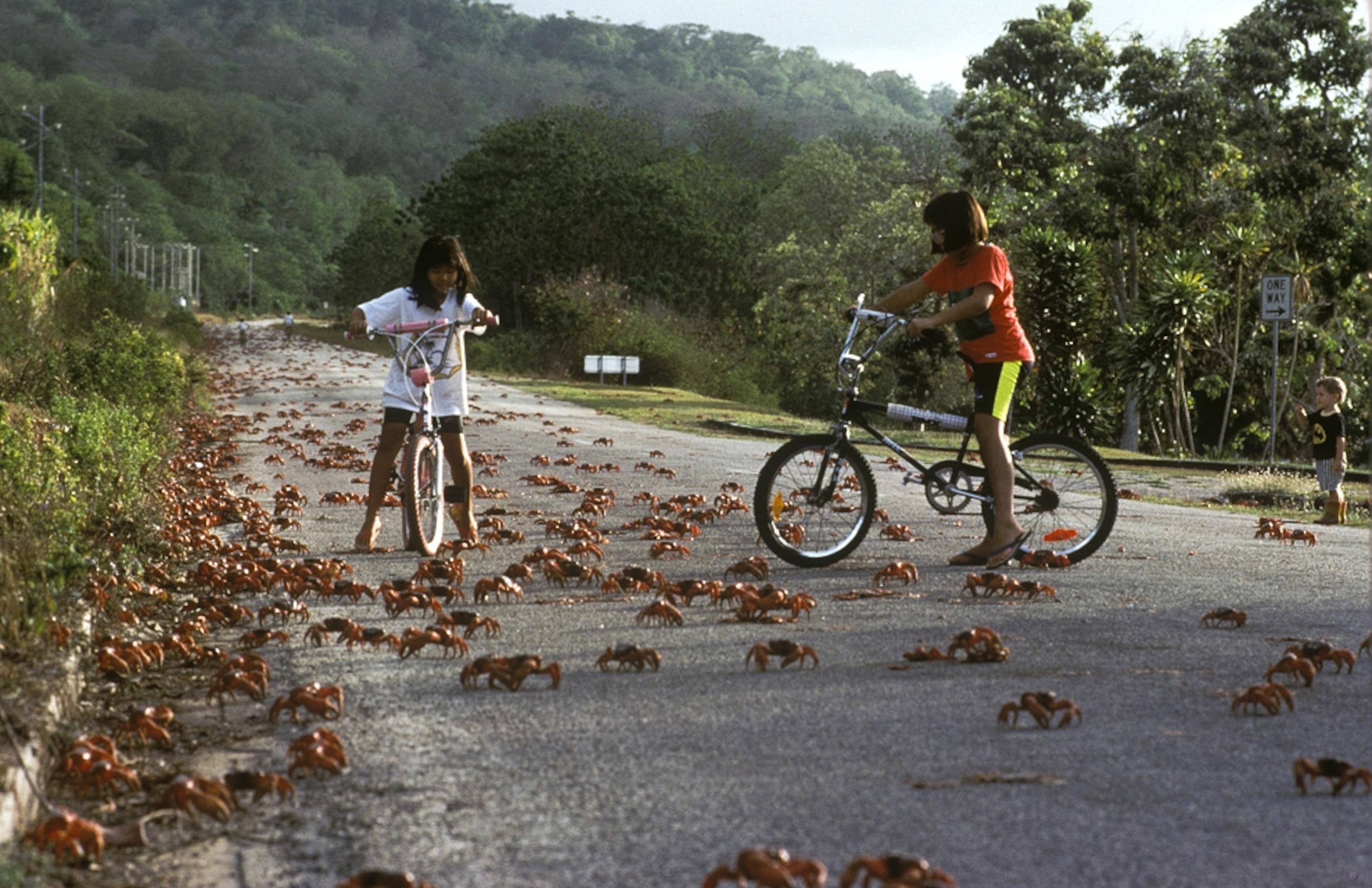 children looking at Christmas Island red crabs
