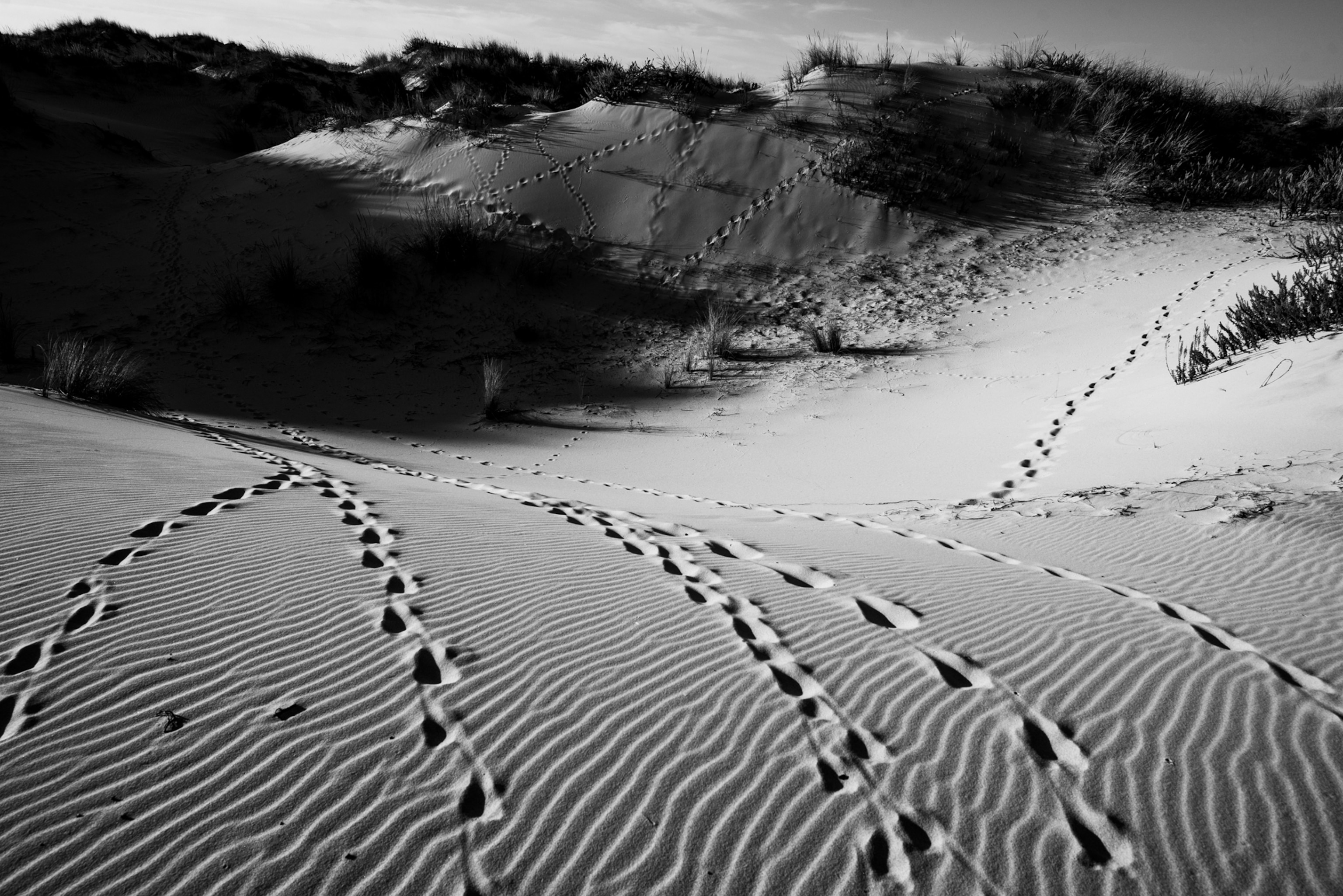 Prints are seen in the dunes