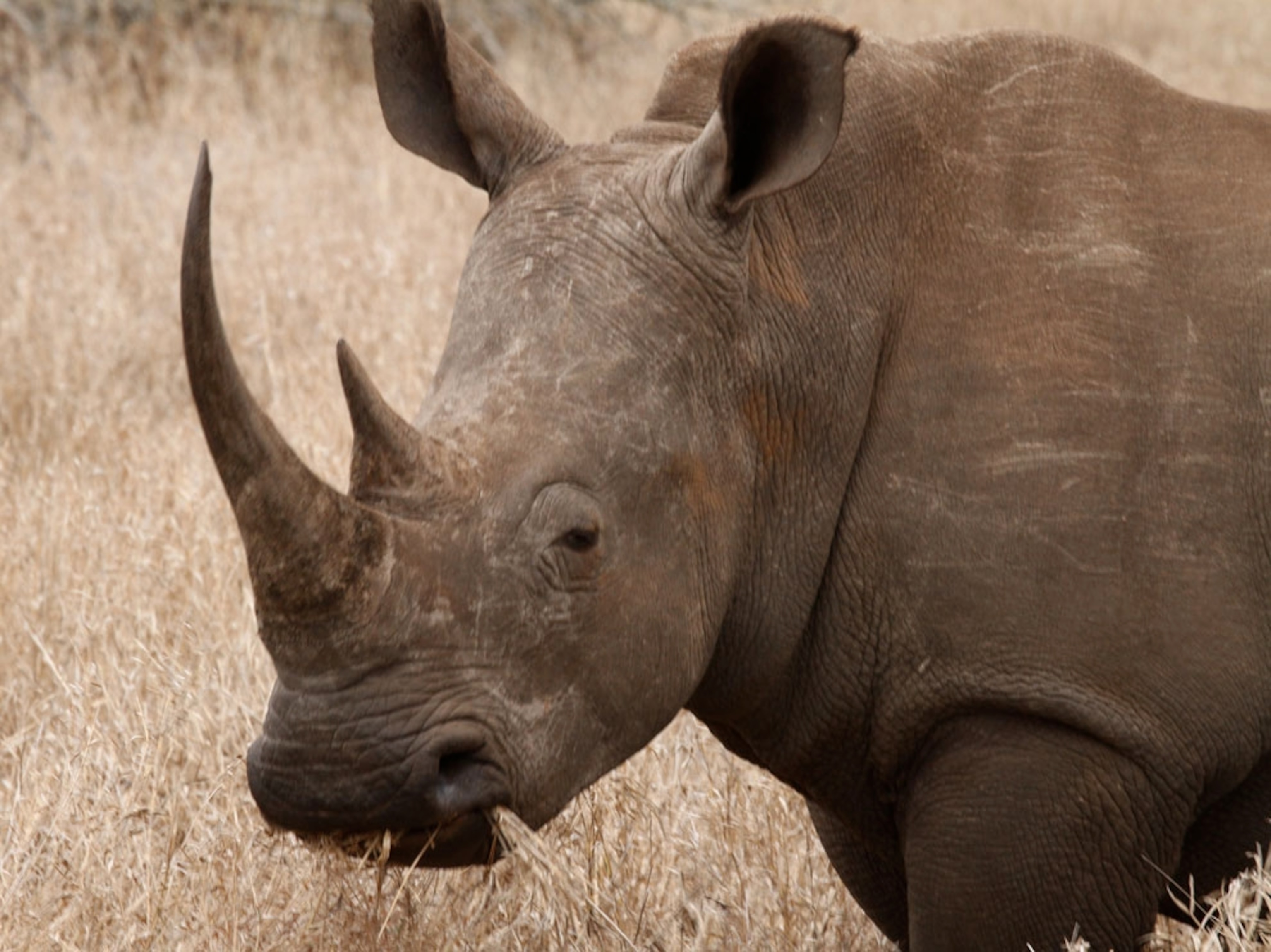Rhino in field in Africa