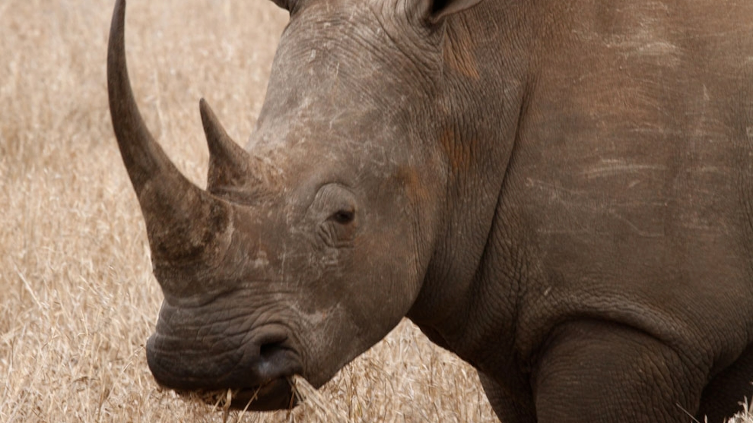 Unbound: On the Horns of a Dilemma in South Africa -- National