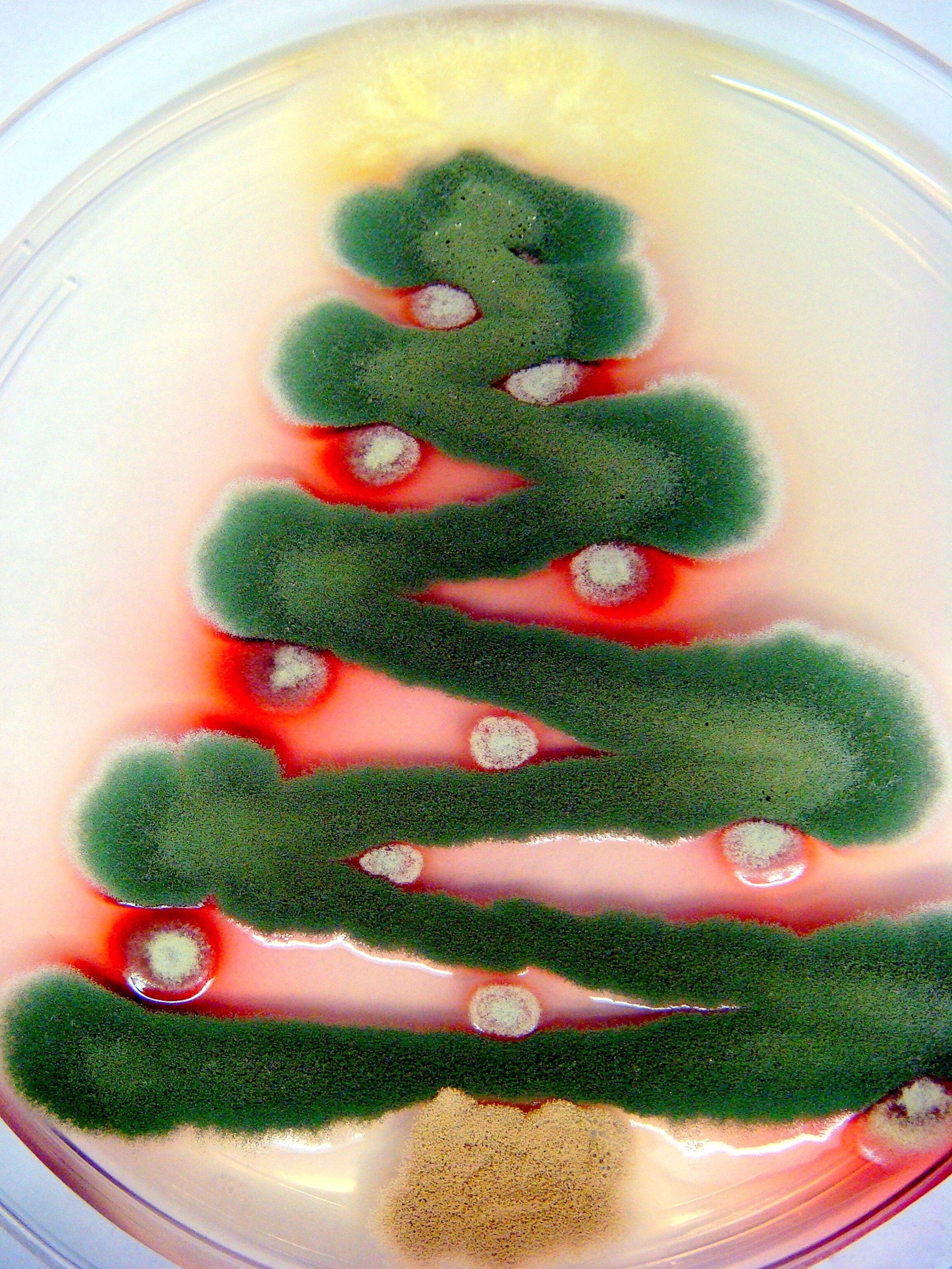 a Christmas tree made from fungi