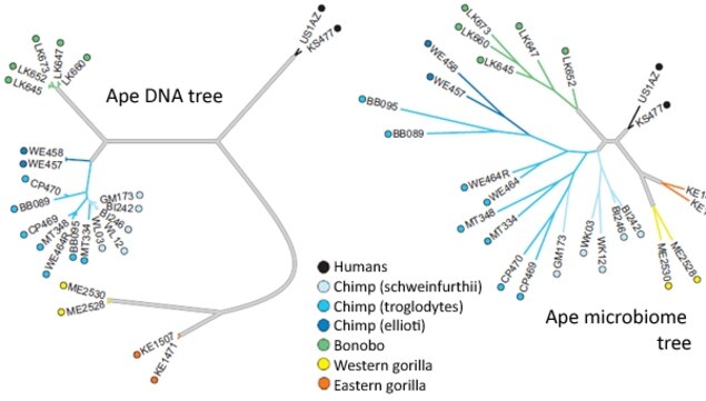gut bacteria recap the evolution of apes